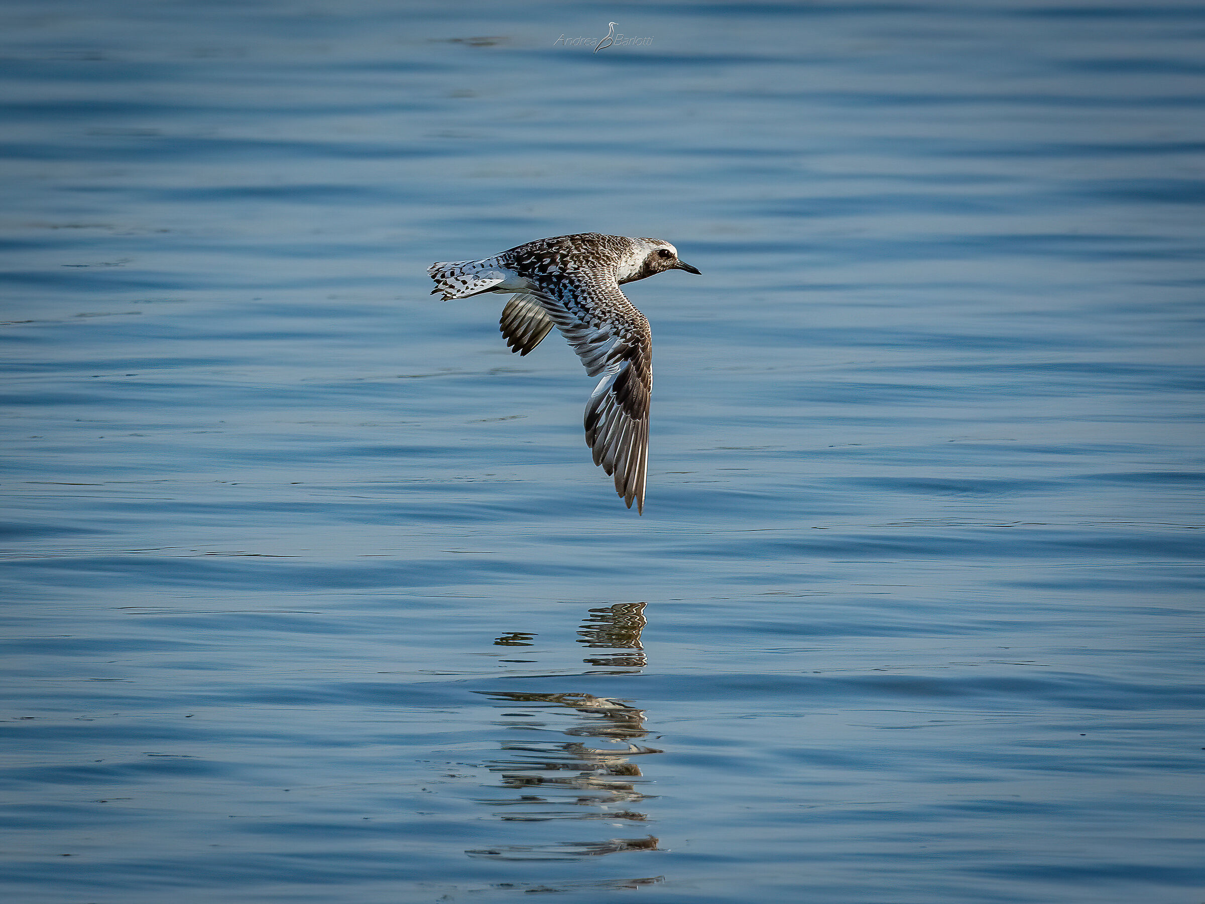 Plover in livery