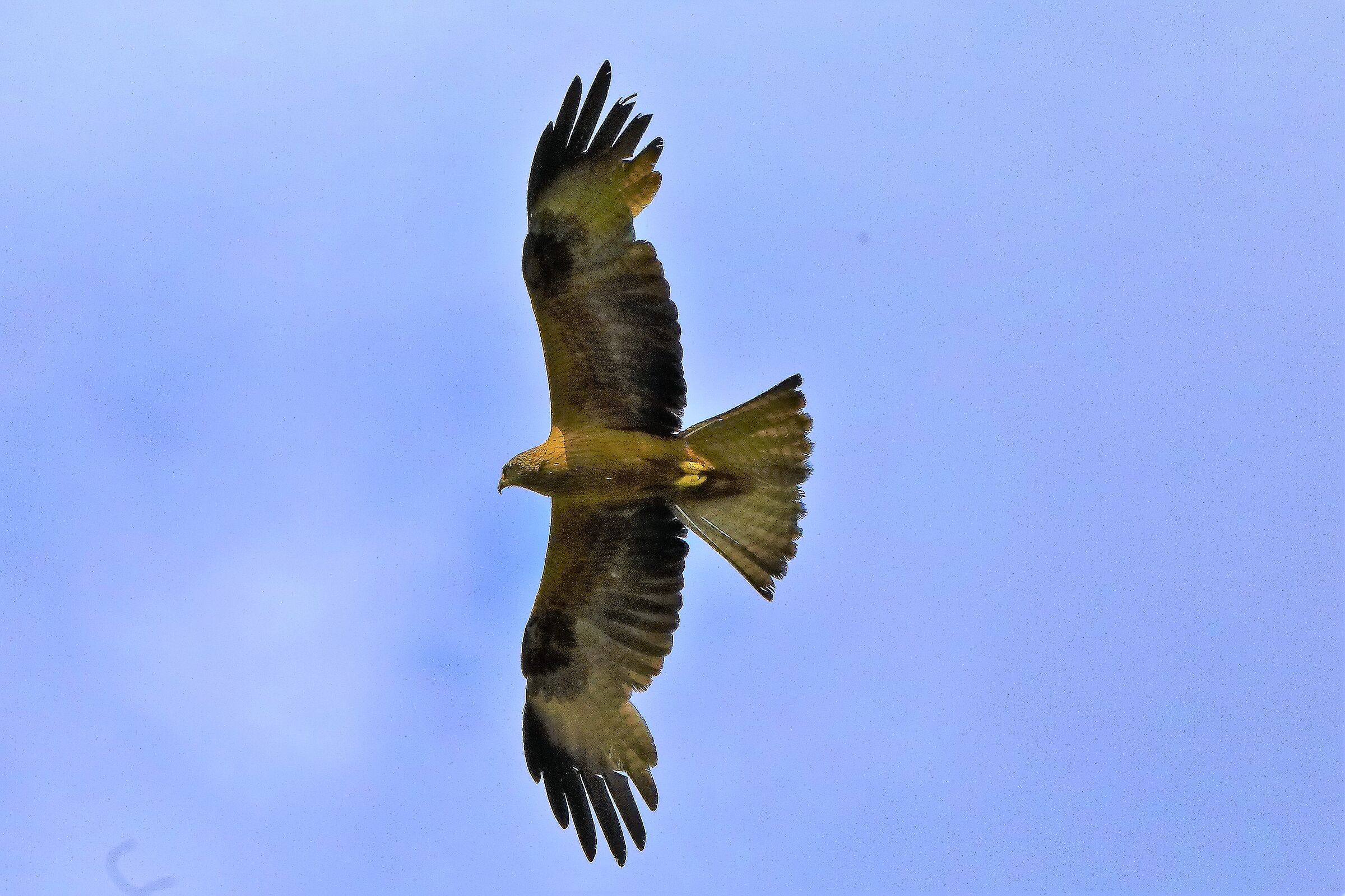 Nibbio bruno 29-06-2022