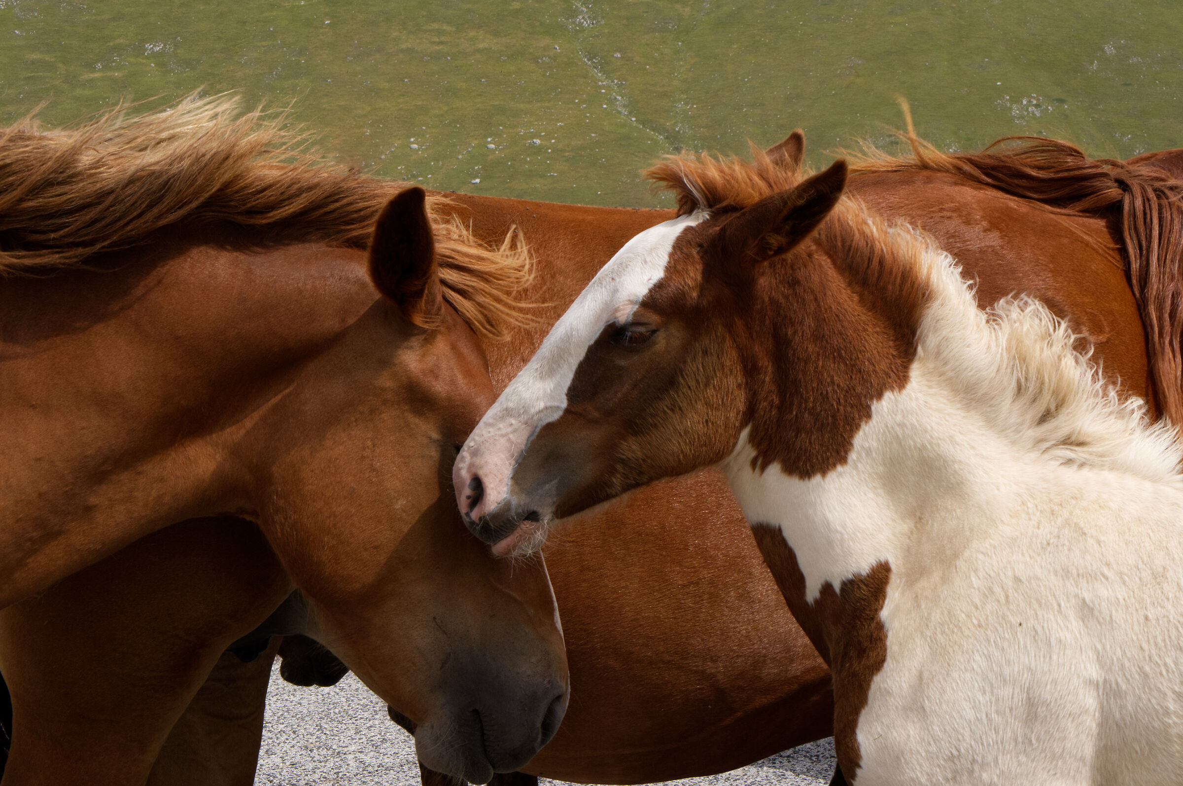 cavalli a Campo Imperatore