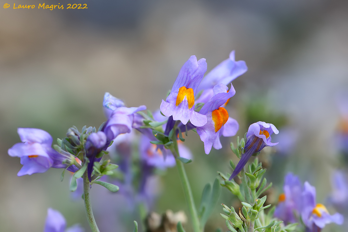 Linaria Alpina