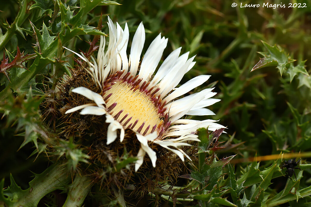 Carlina acàulis