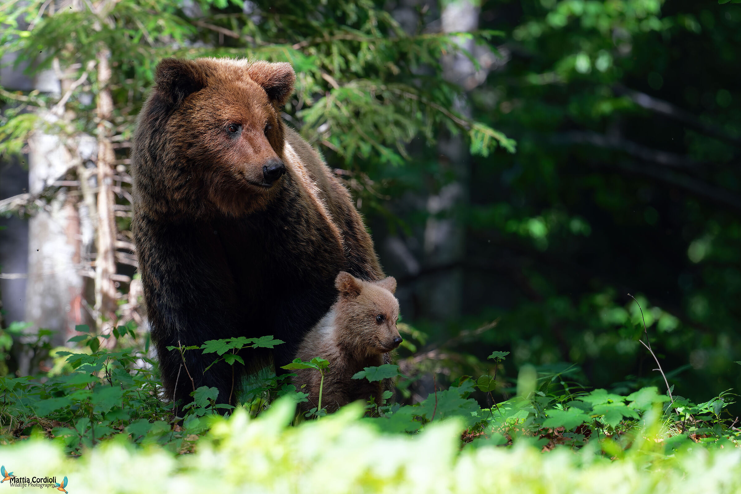 brown bear with offspring