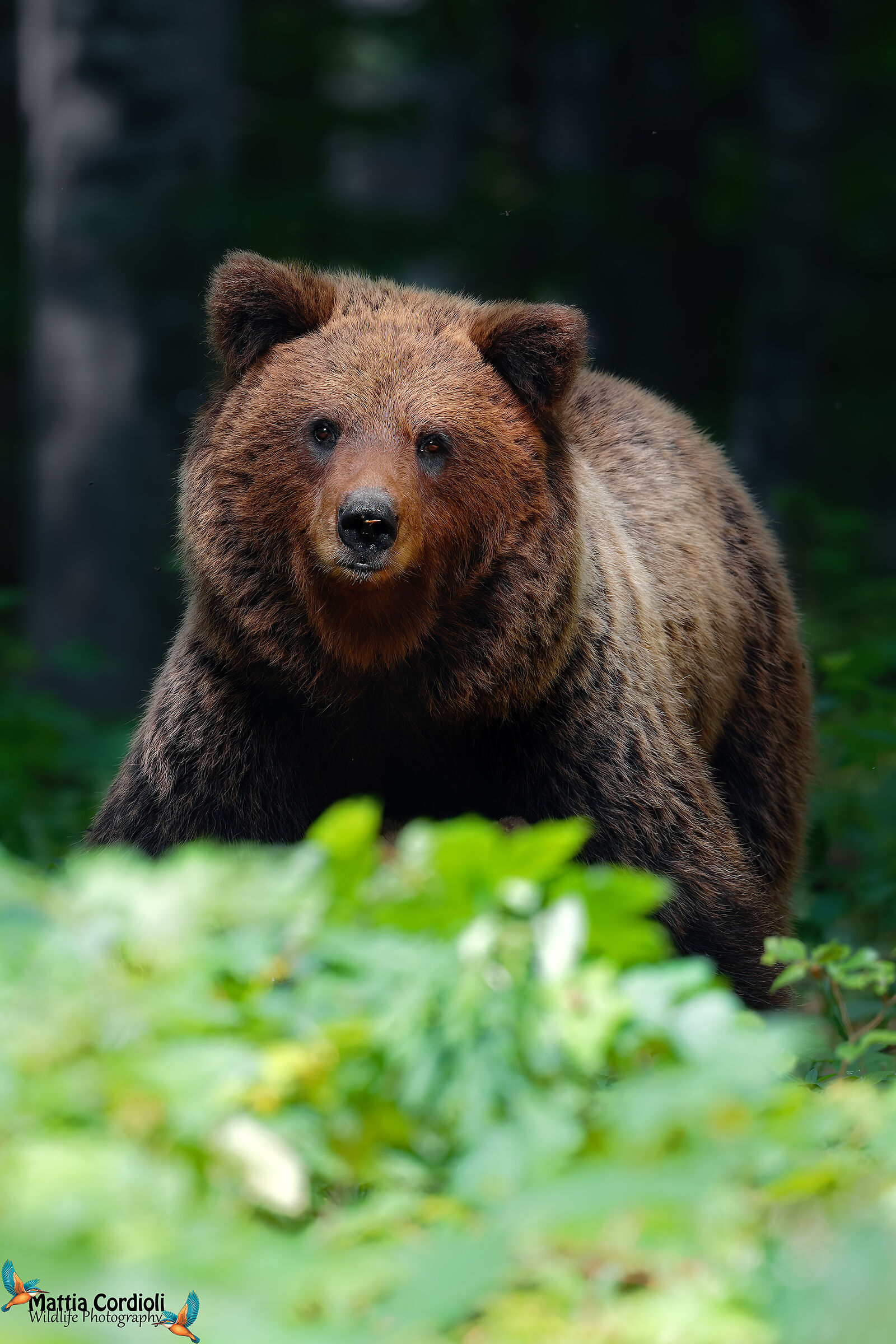 brown bear