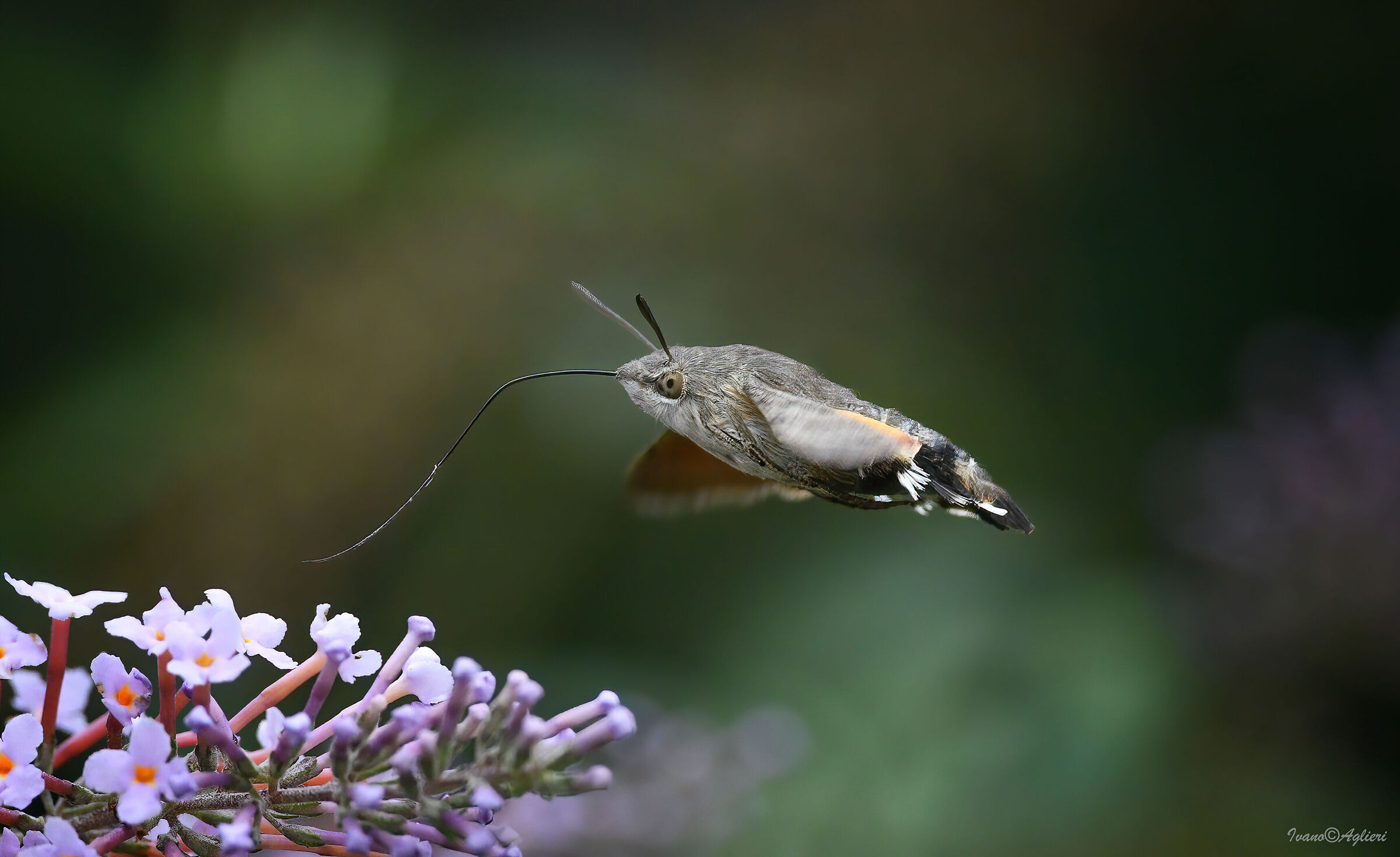 Macroglossum stellatarum