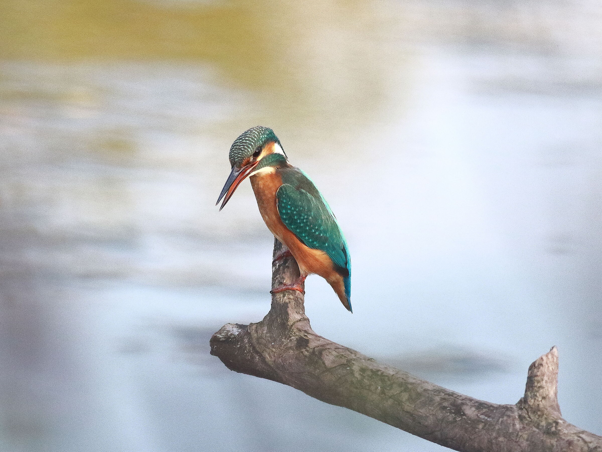 Un classico: martin pescatore (alcedo atthis)
