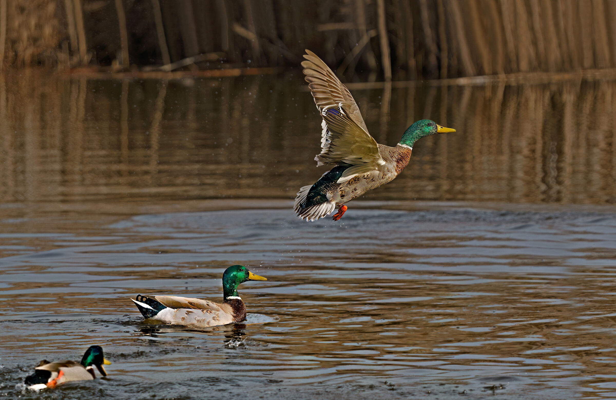 Mallard taking off