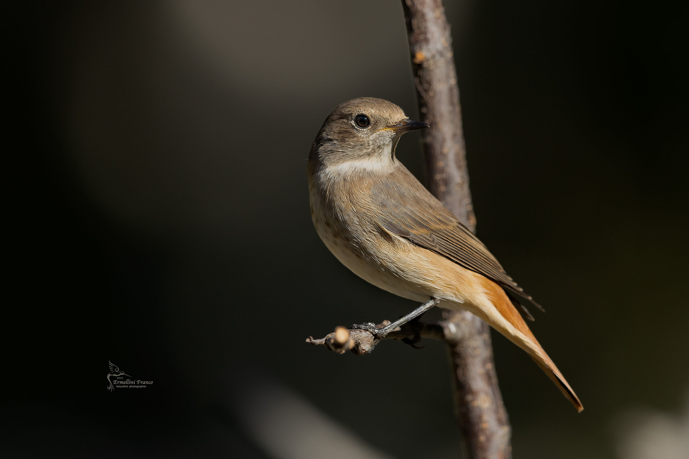 Redstart