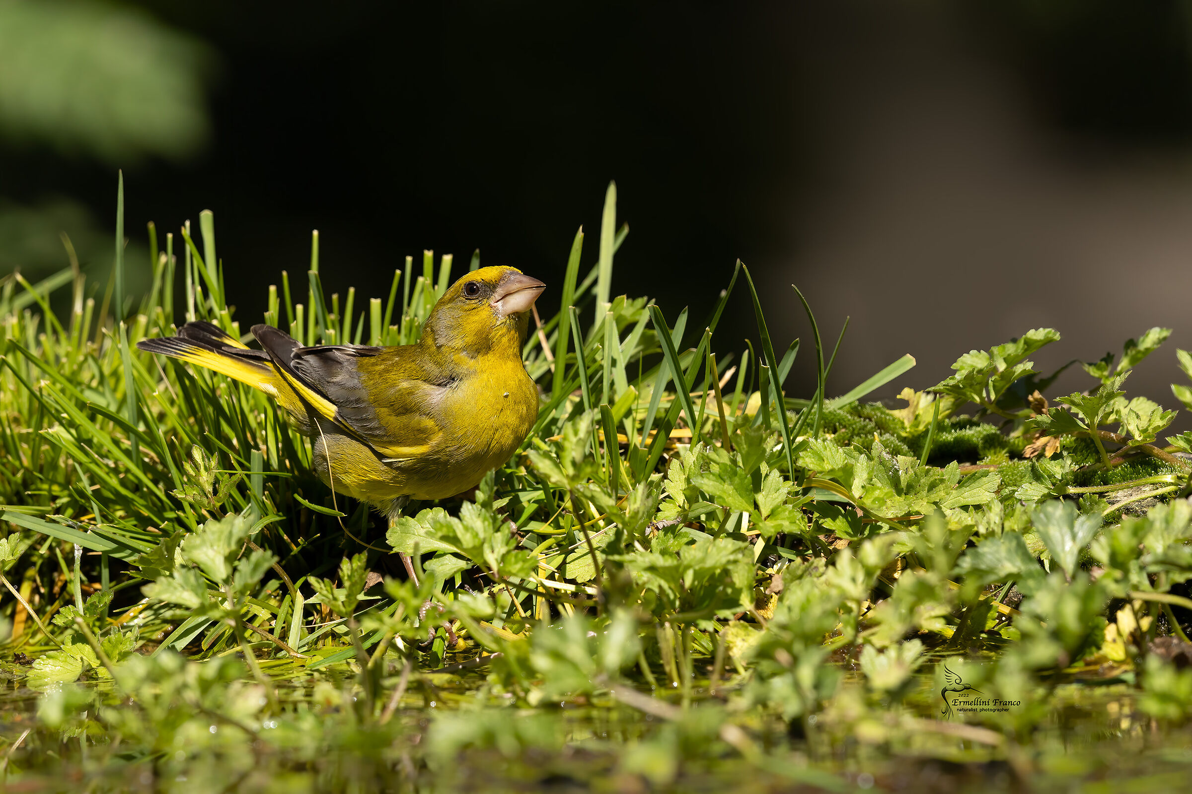 Greenfinch