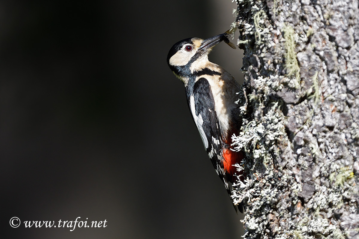 Picchio Rosso Maggiore