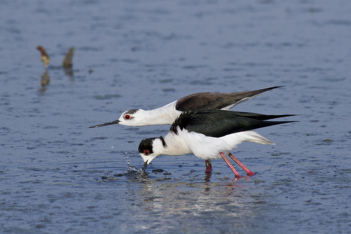 Coppia di Cavalieri d'Italia