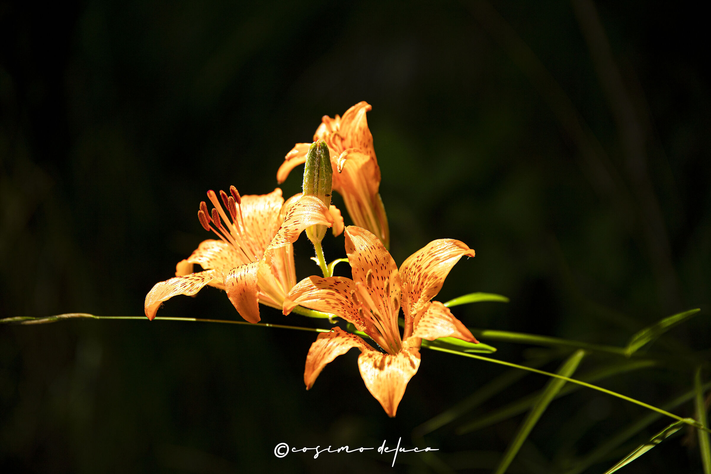 Giglio di San Giovanni