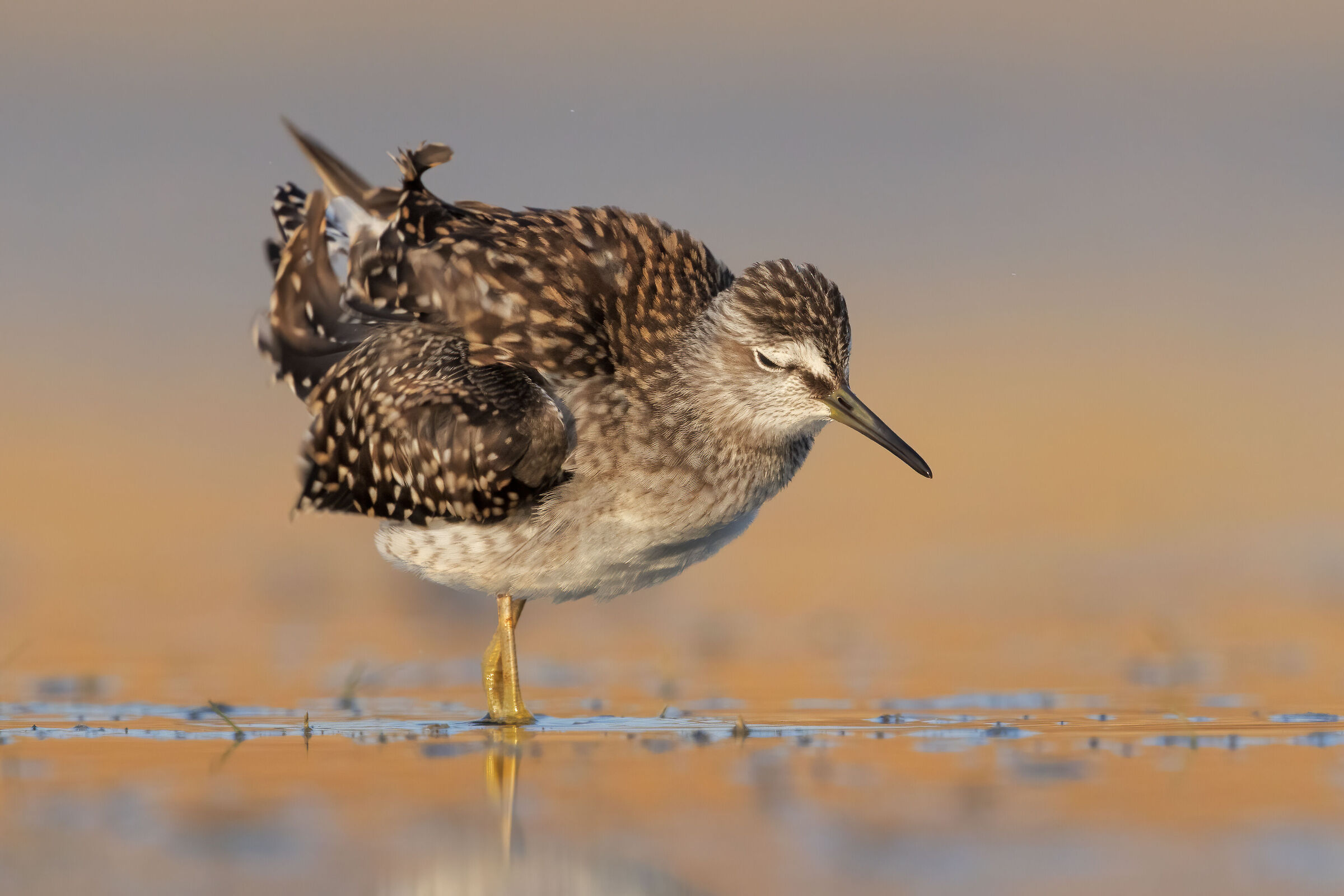 Pyro pyro boschereccio