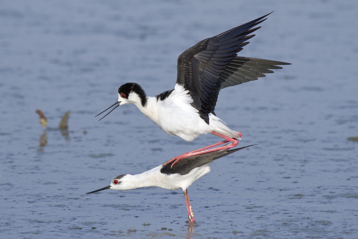 Pair of Knights of Italy