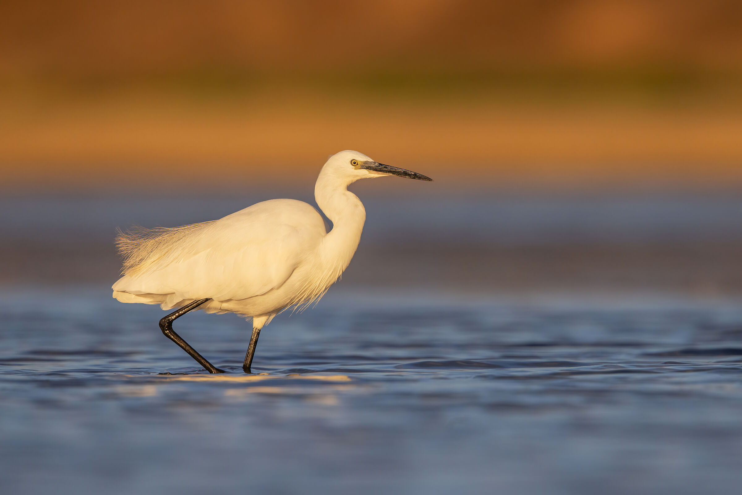 Egret