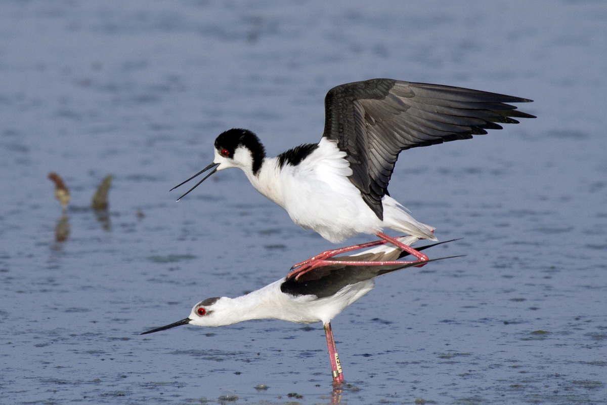 Coppia di Cavalieri d'Italia