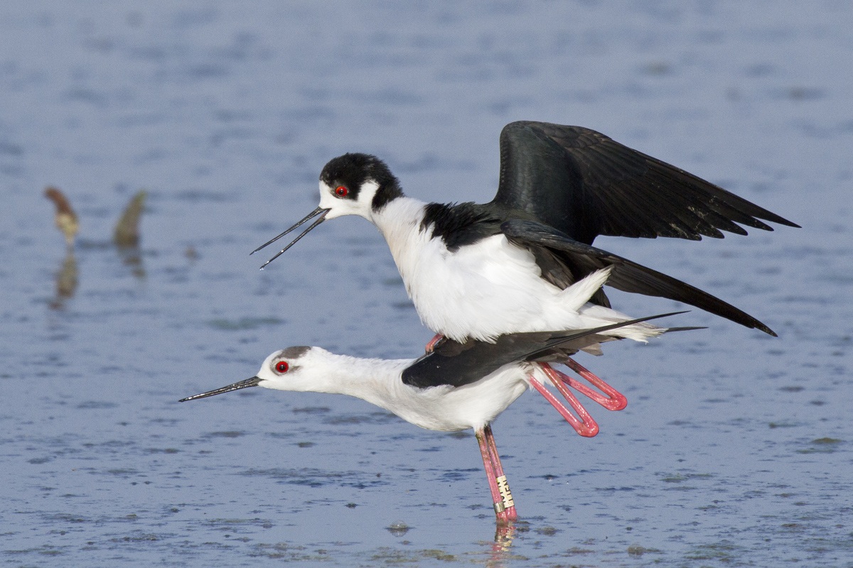 Coppia di Cavalieri d'Italia