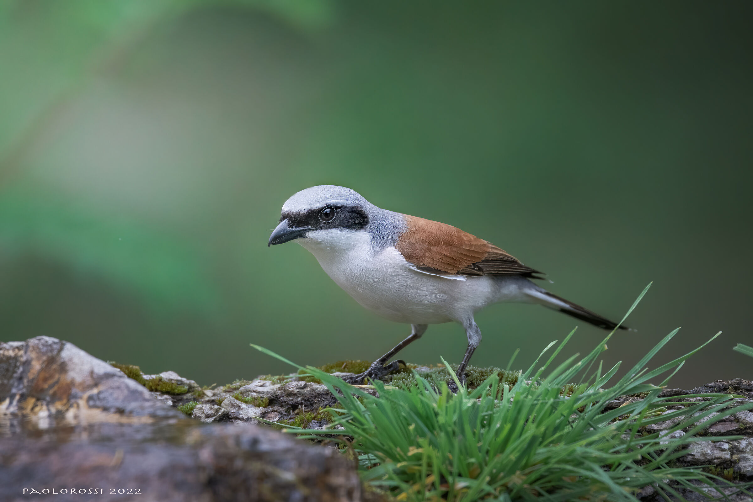 Red-backed shrike