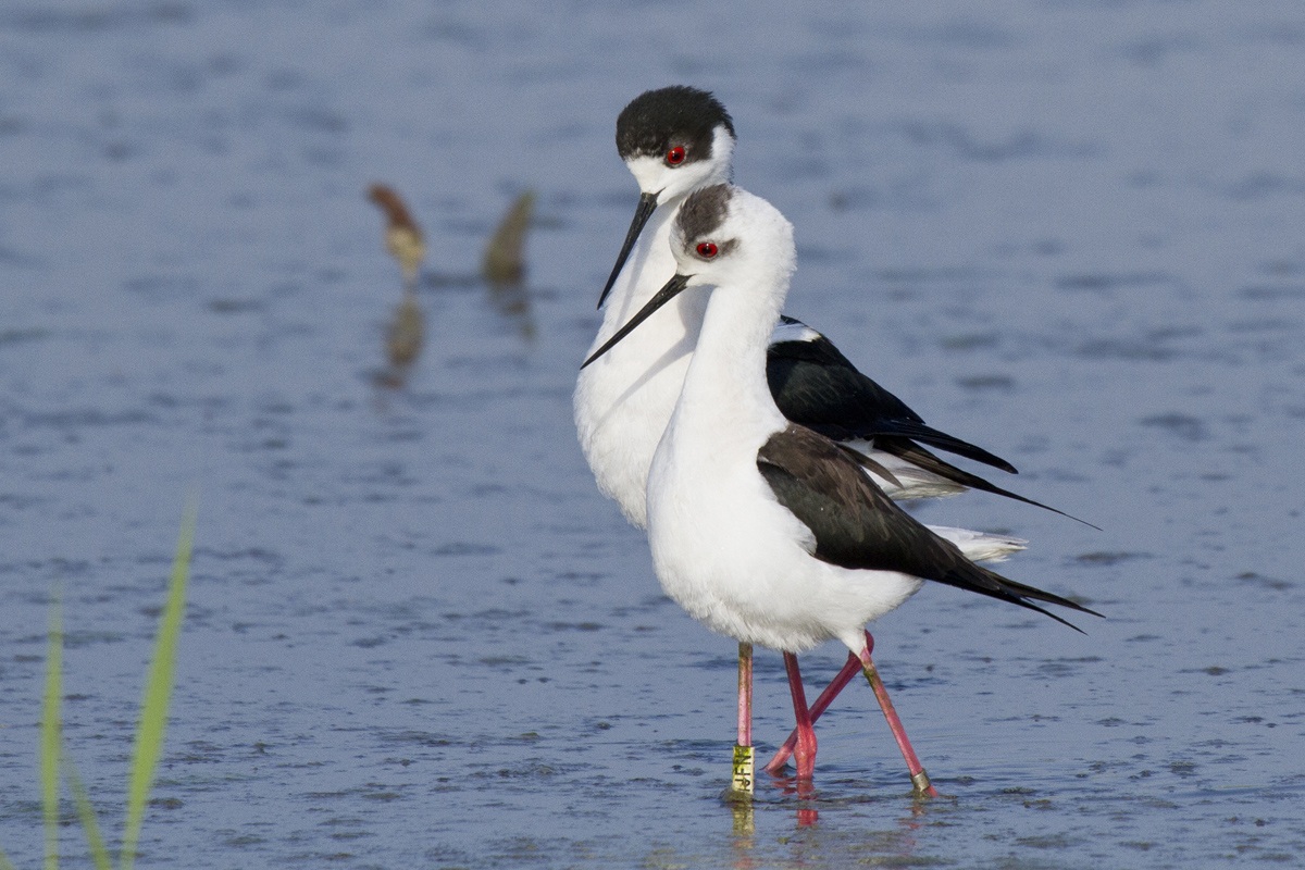Pair of Knights of Italy