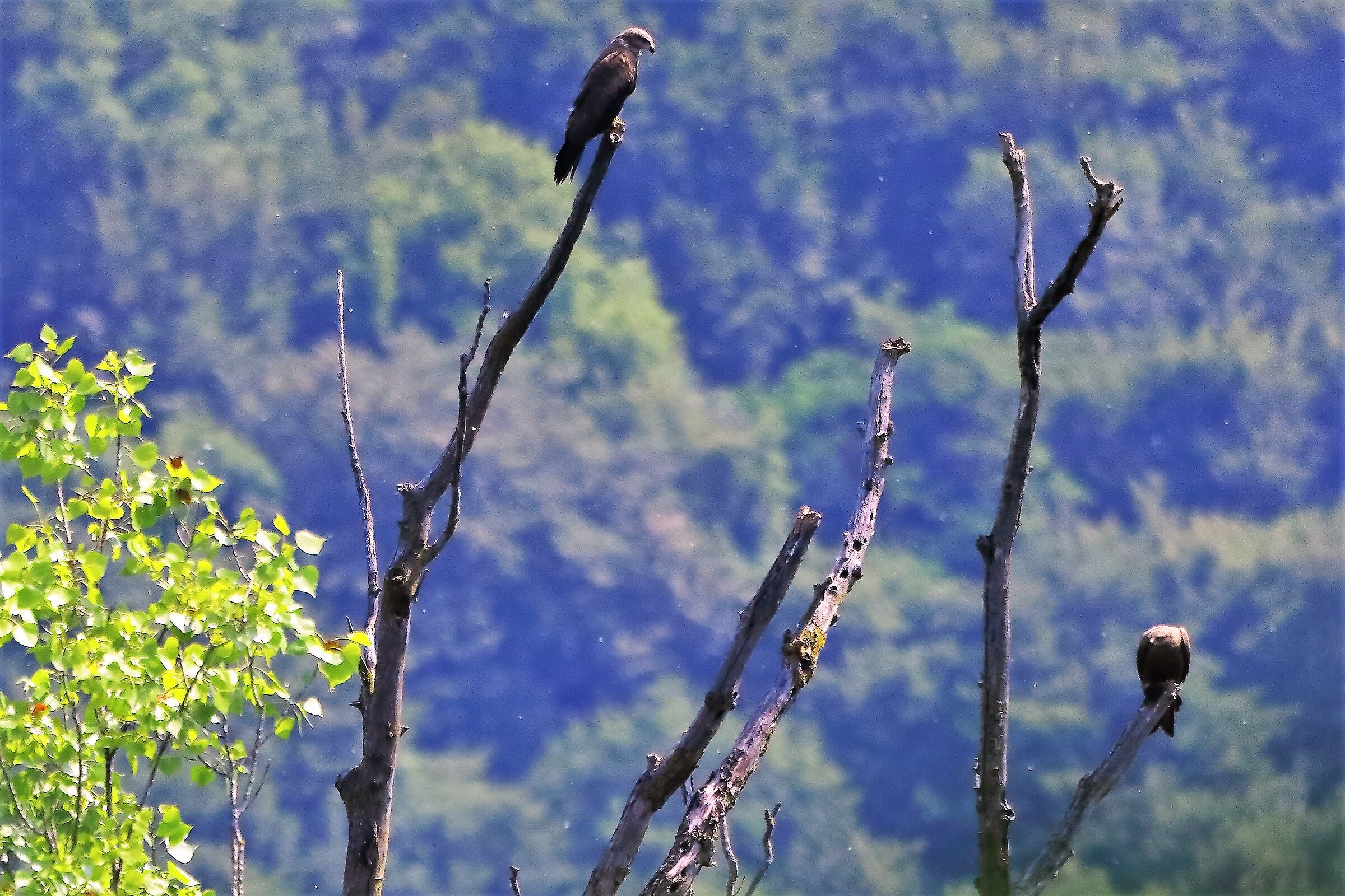 Nibbio bruno 14-06-2022