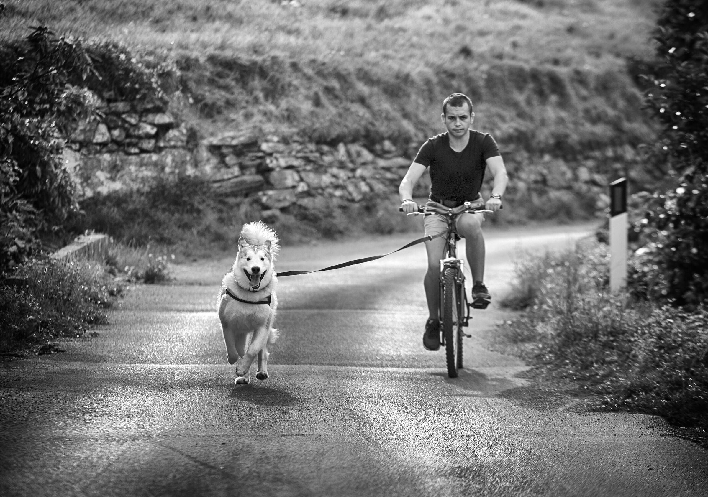 Sleddog by bike