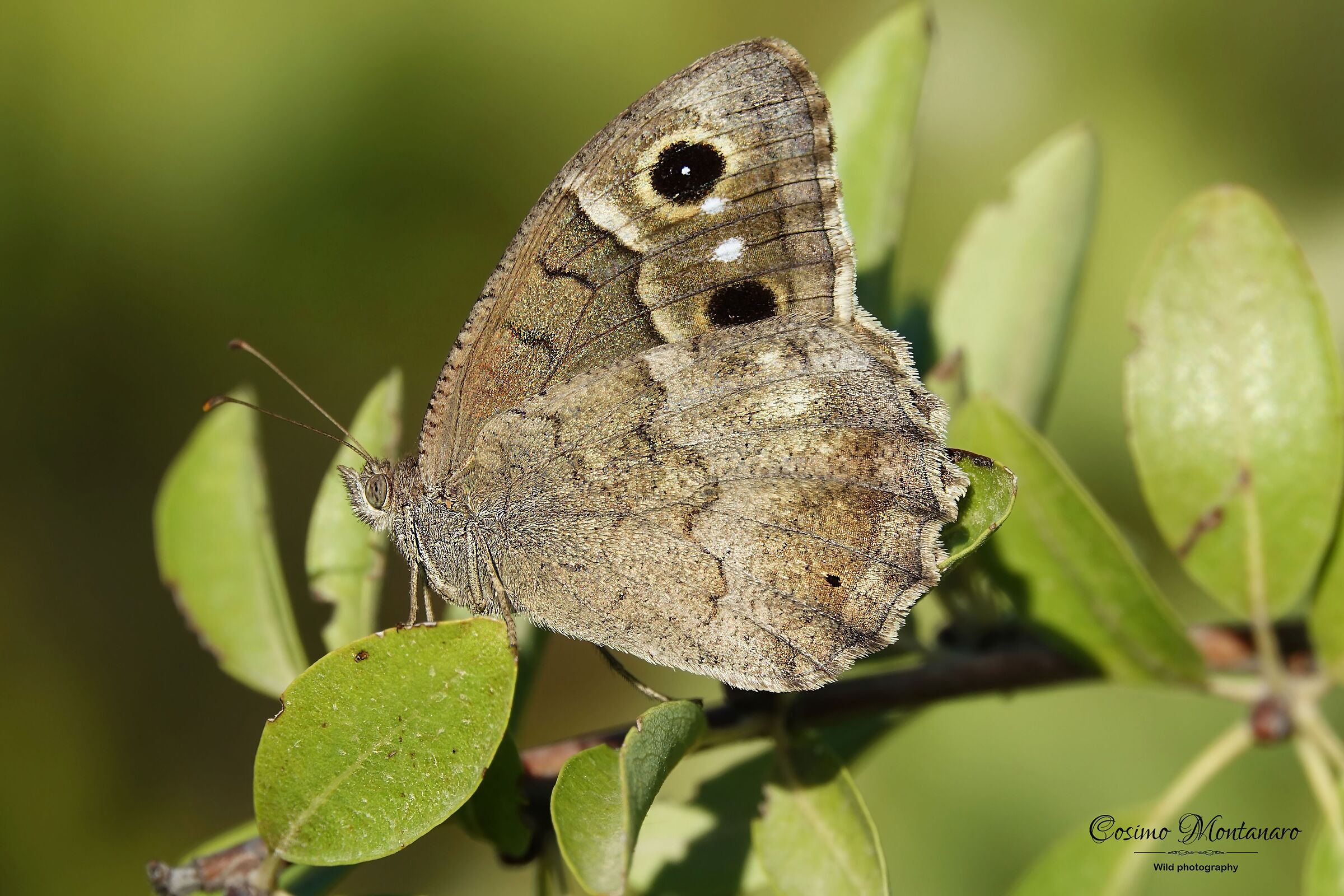 Hipparchia statilino