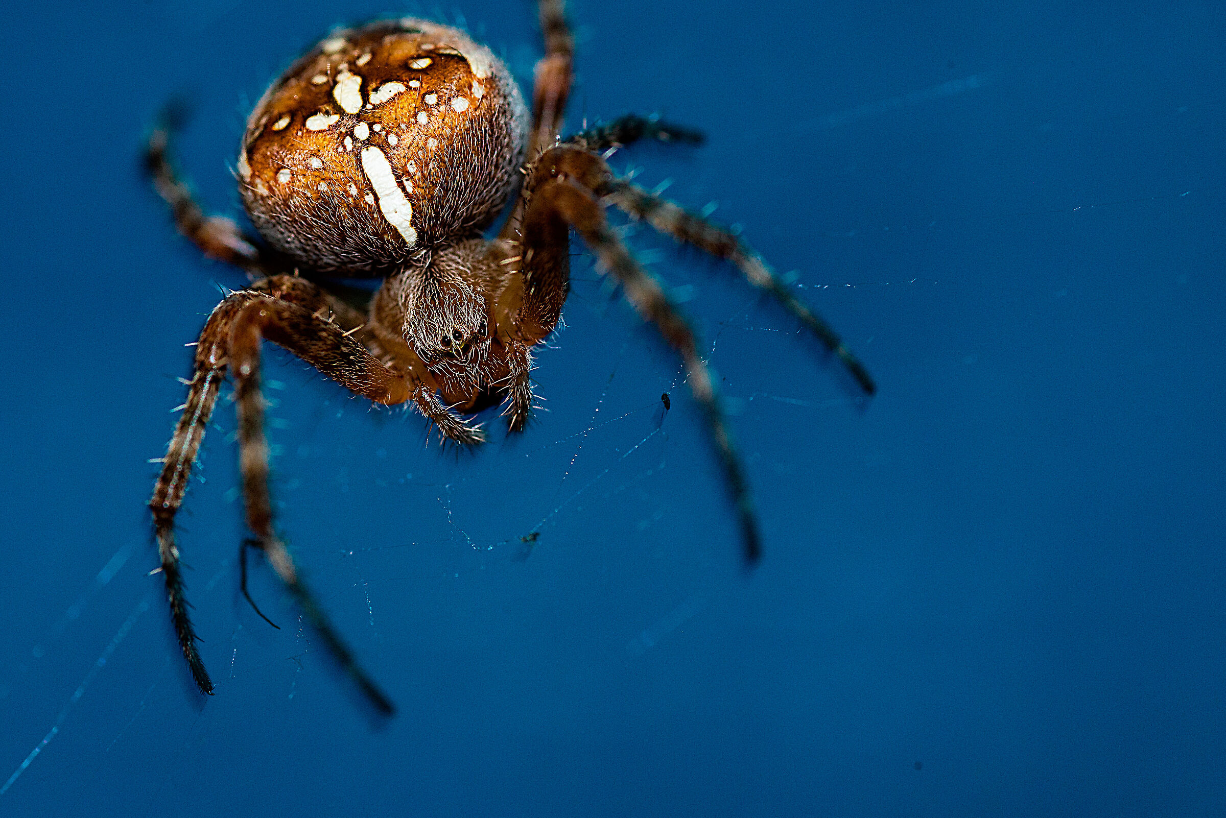 Araneus Diadematus