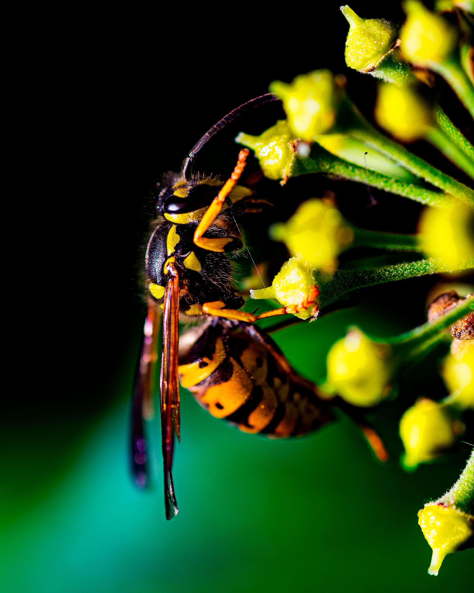Wasp