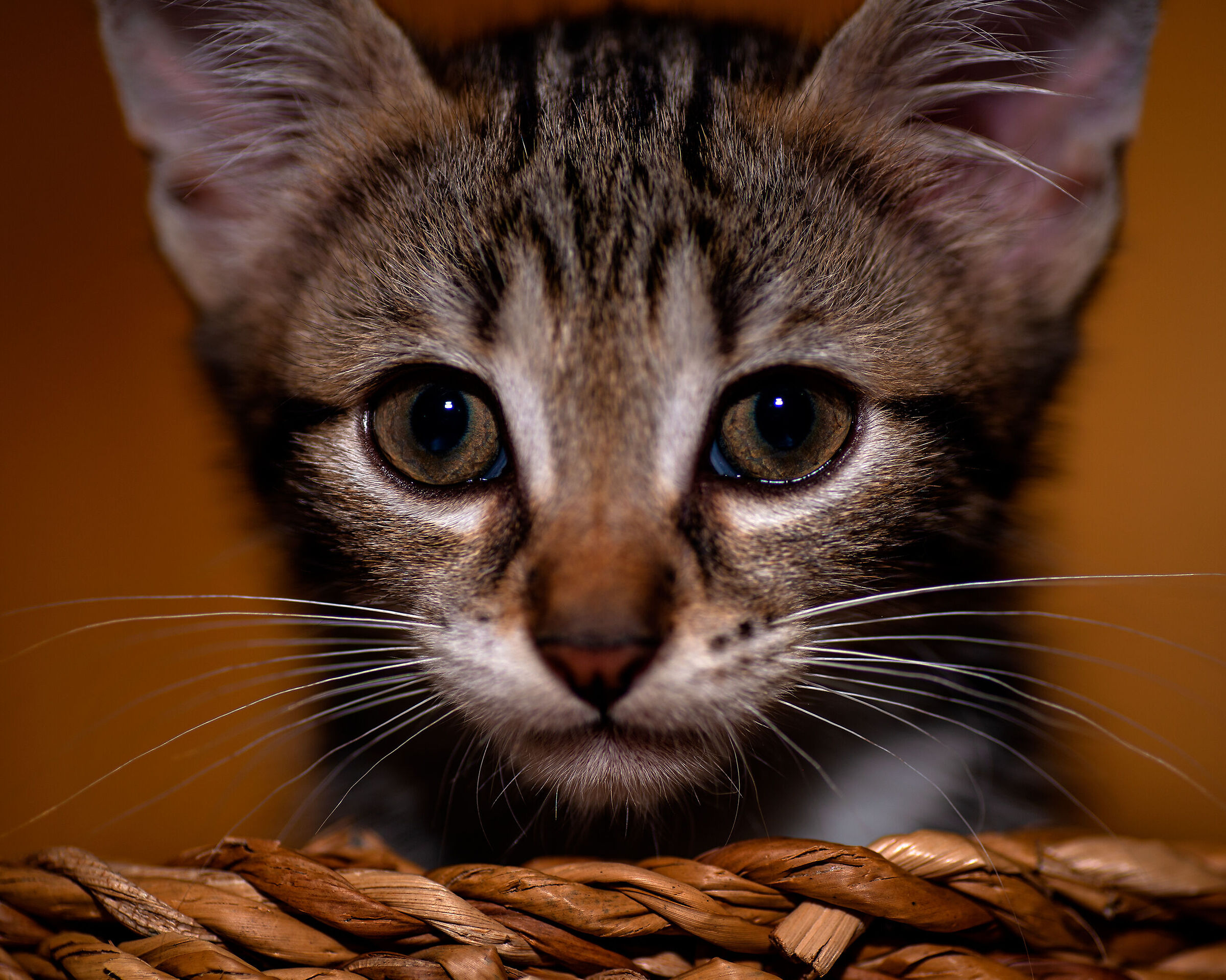 Tigger