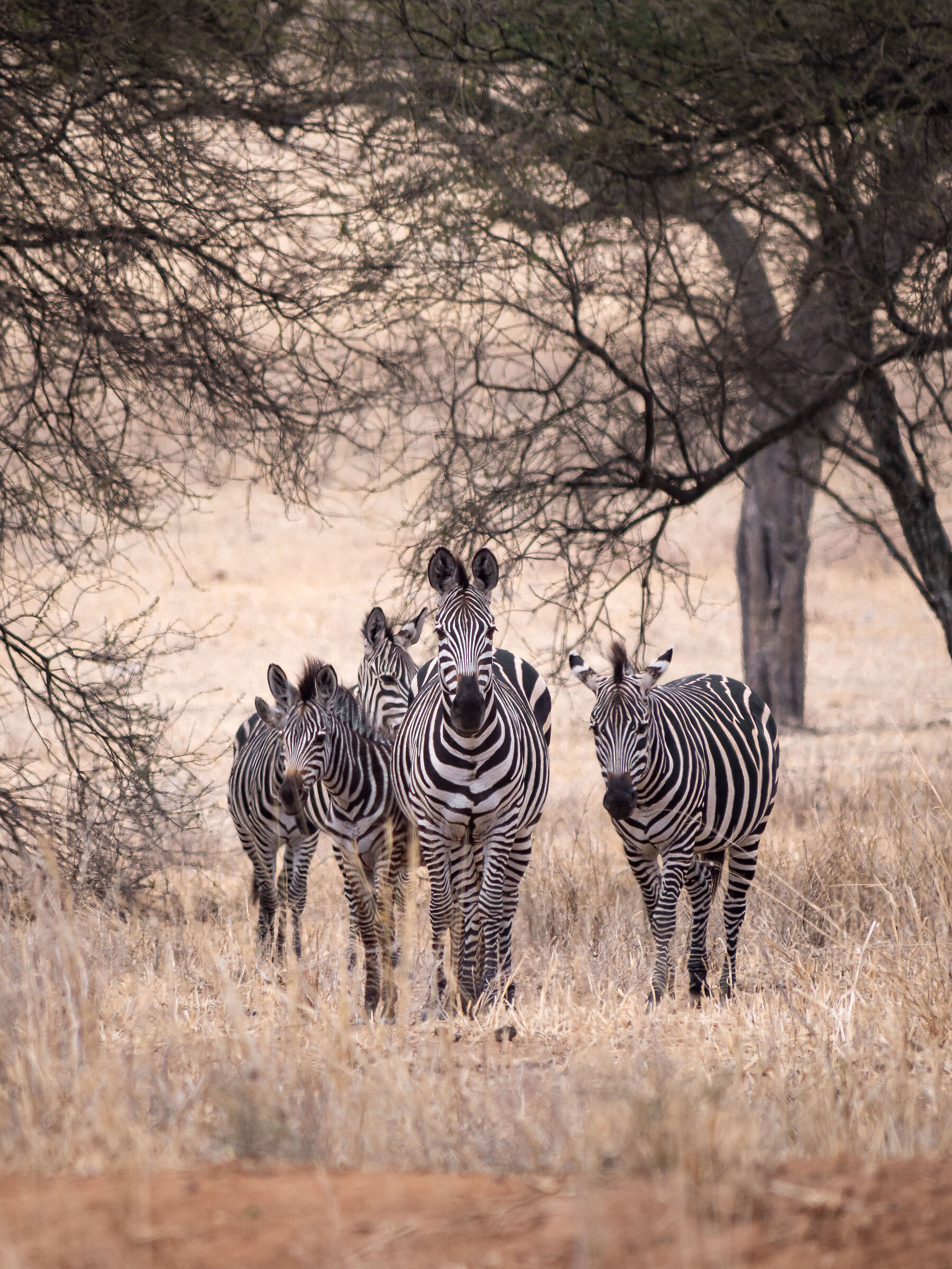 Zebre al Tarangire