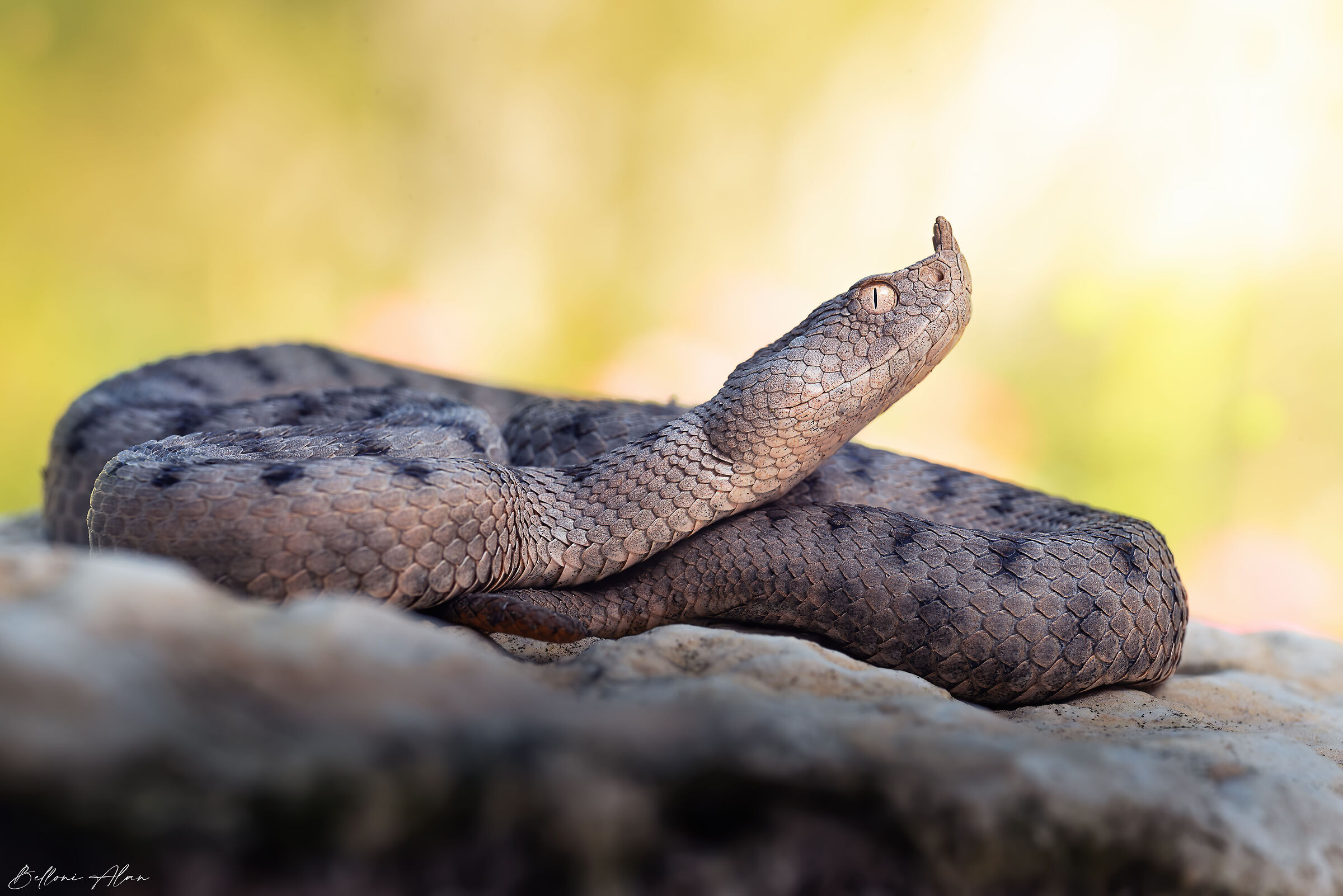 Vipera dal corno.