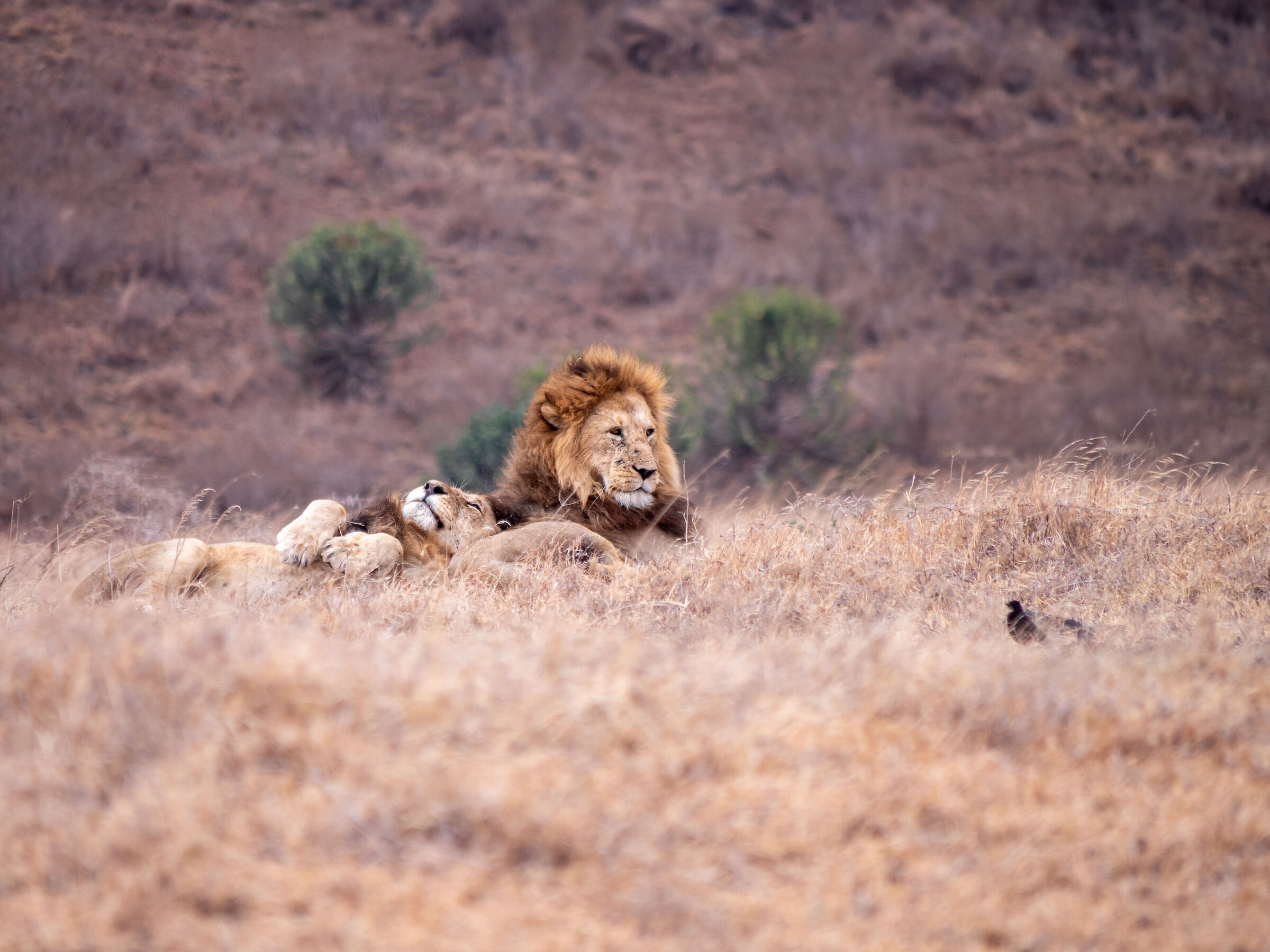 Ngorongoro Lion#1