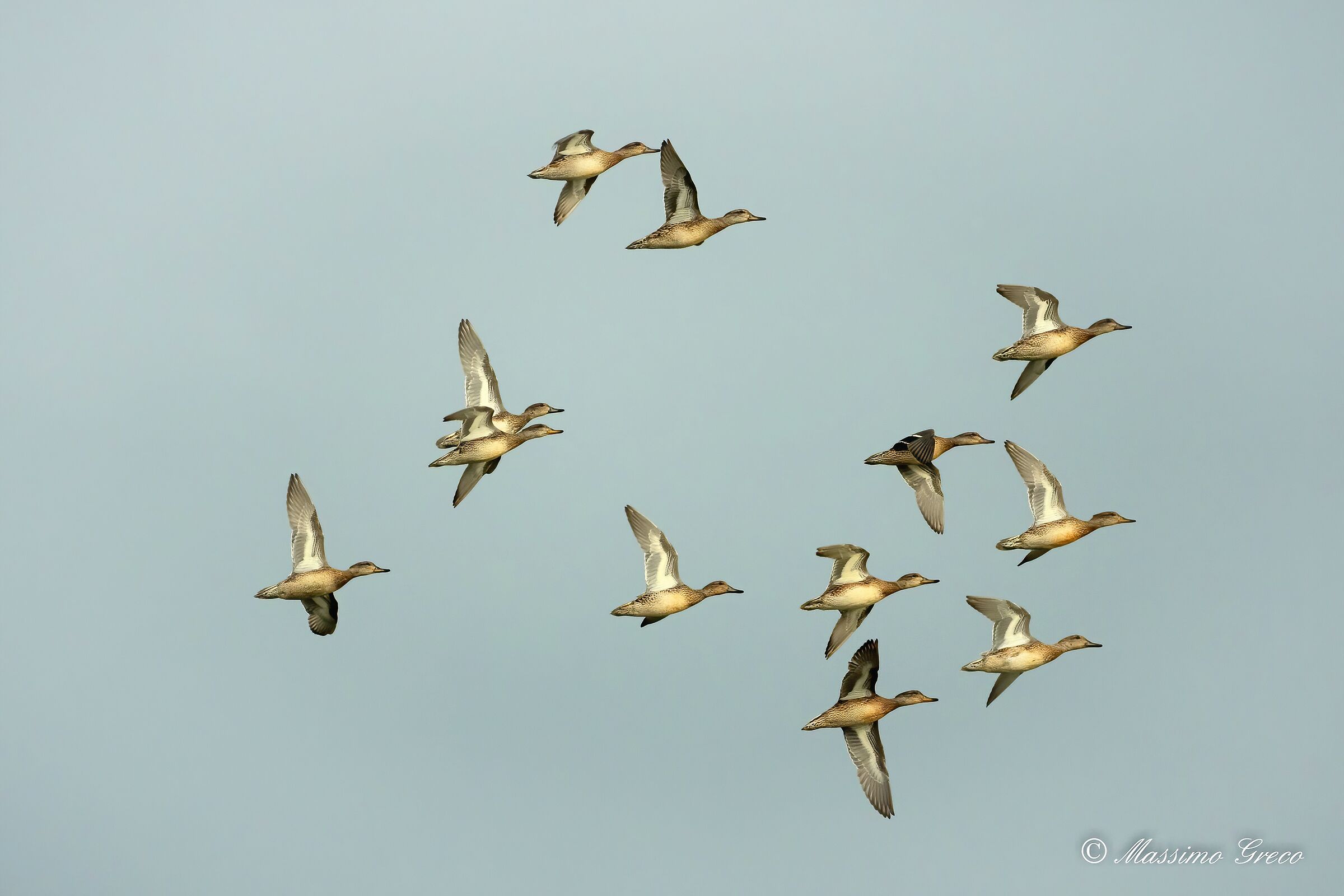 Germani reali in formazione