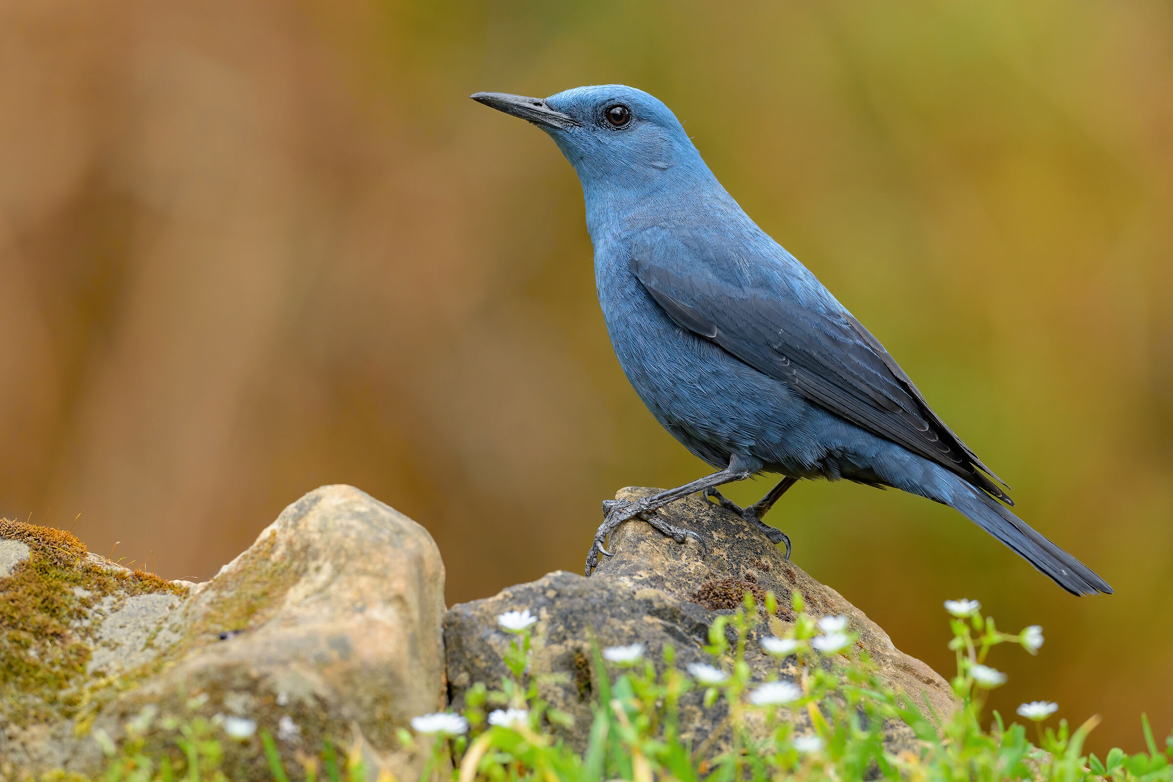 Blue rock thrush