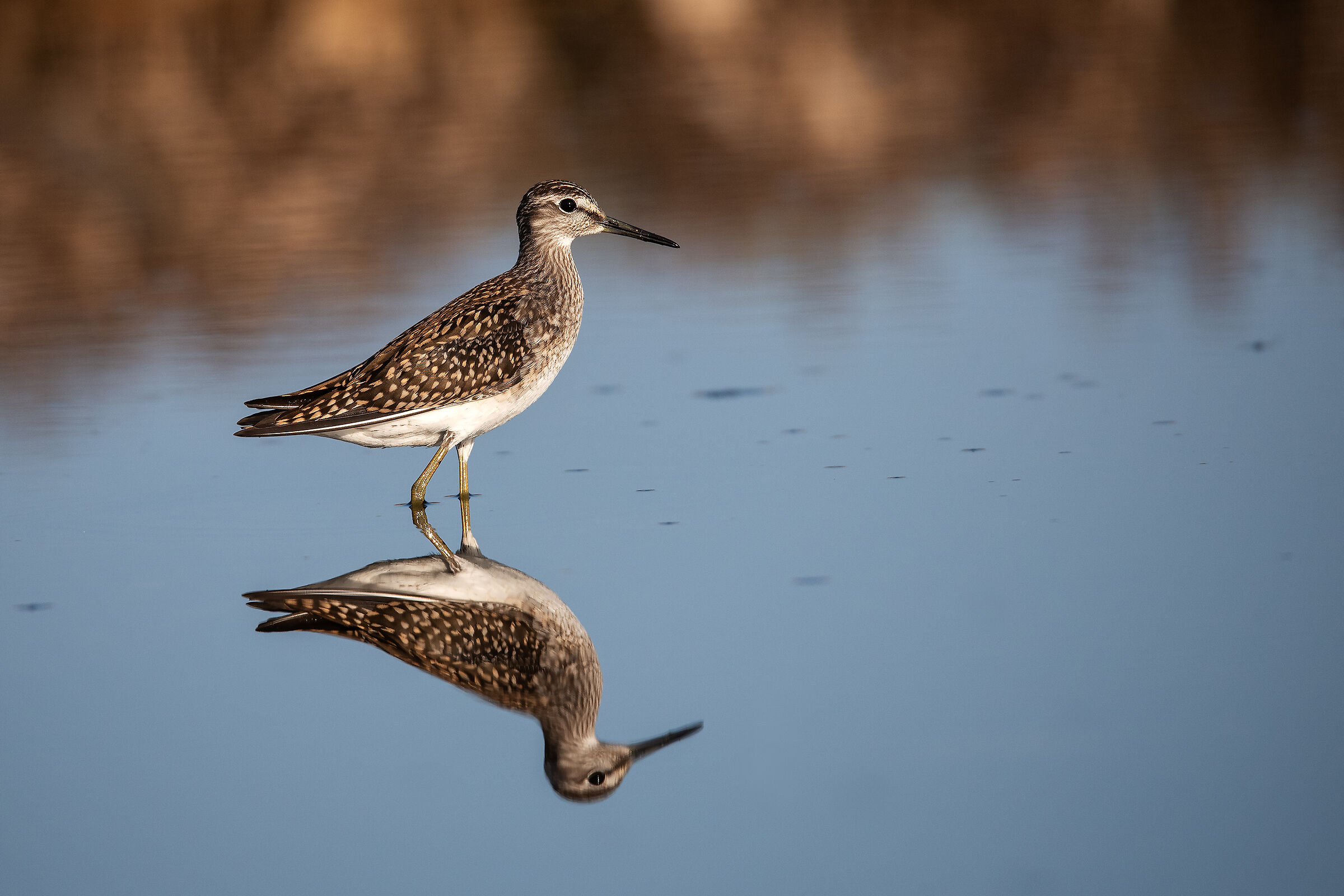 Piro piro boschereccio