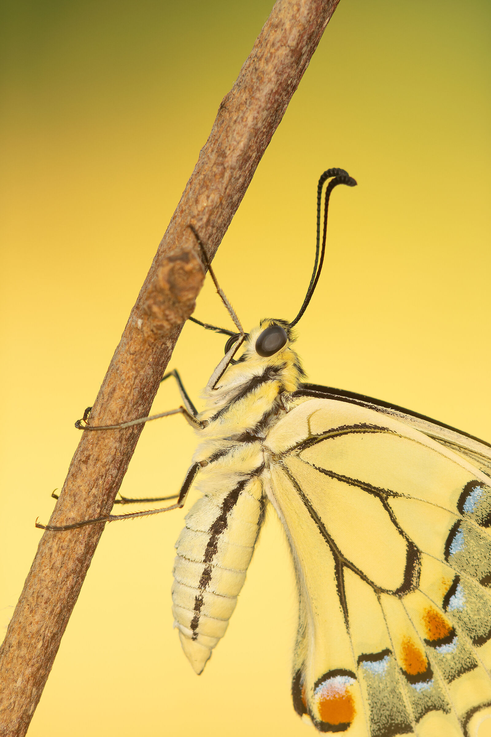 Macaone at first light