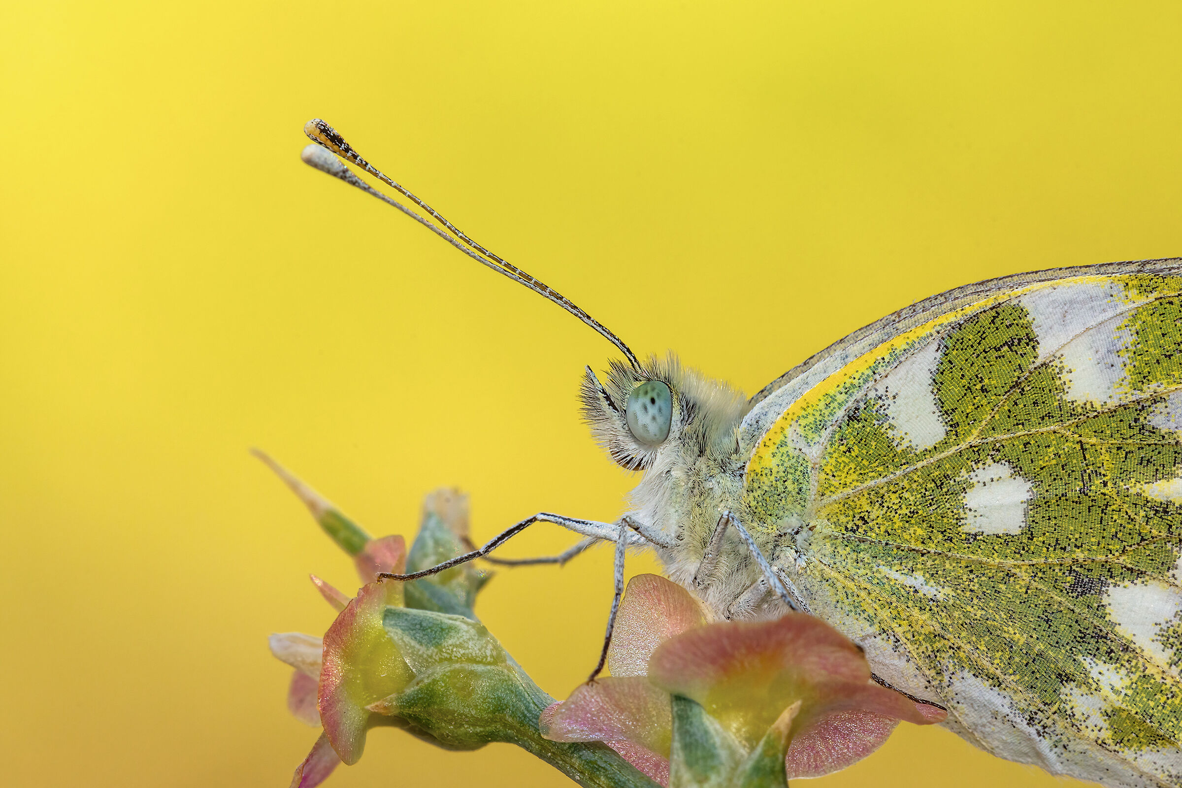 Così così vicino ...