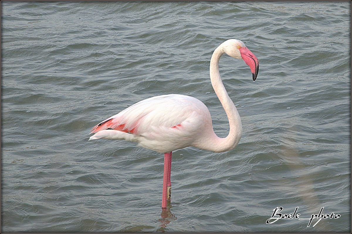 Fenicotteri rosa (specie Phoenicopterus ruber roseus)
