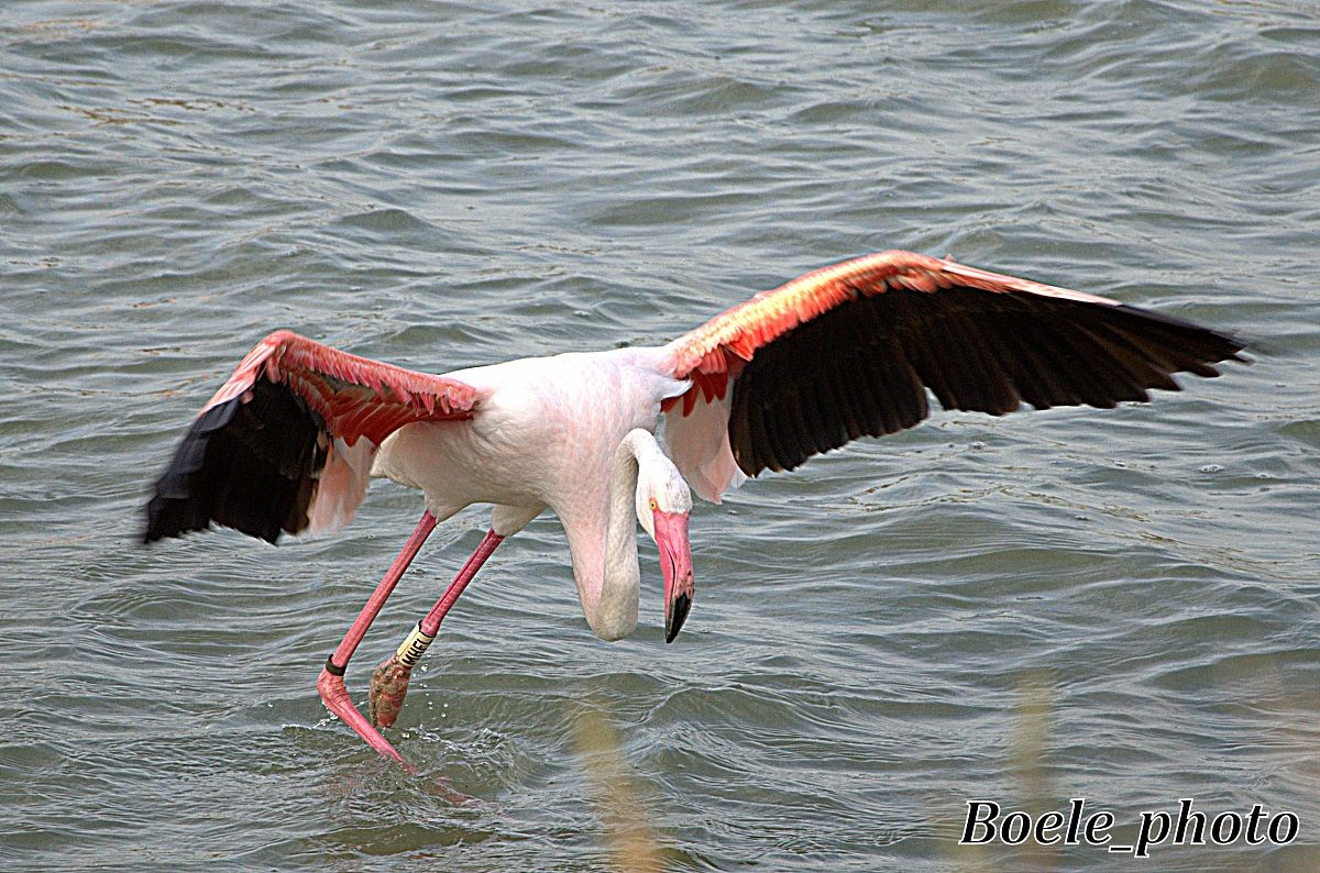 Fenicotteri rosa (specie Phoenicopterus ruber roseus)