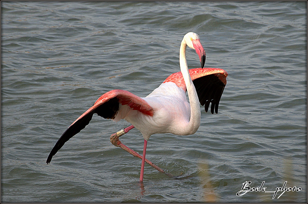 Fenicotteri rosa (specie Phoenicopterus ruber roseus)