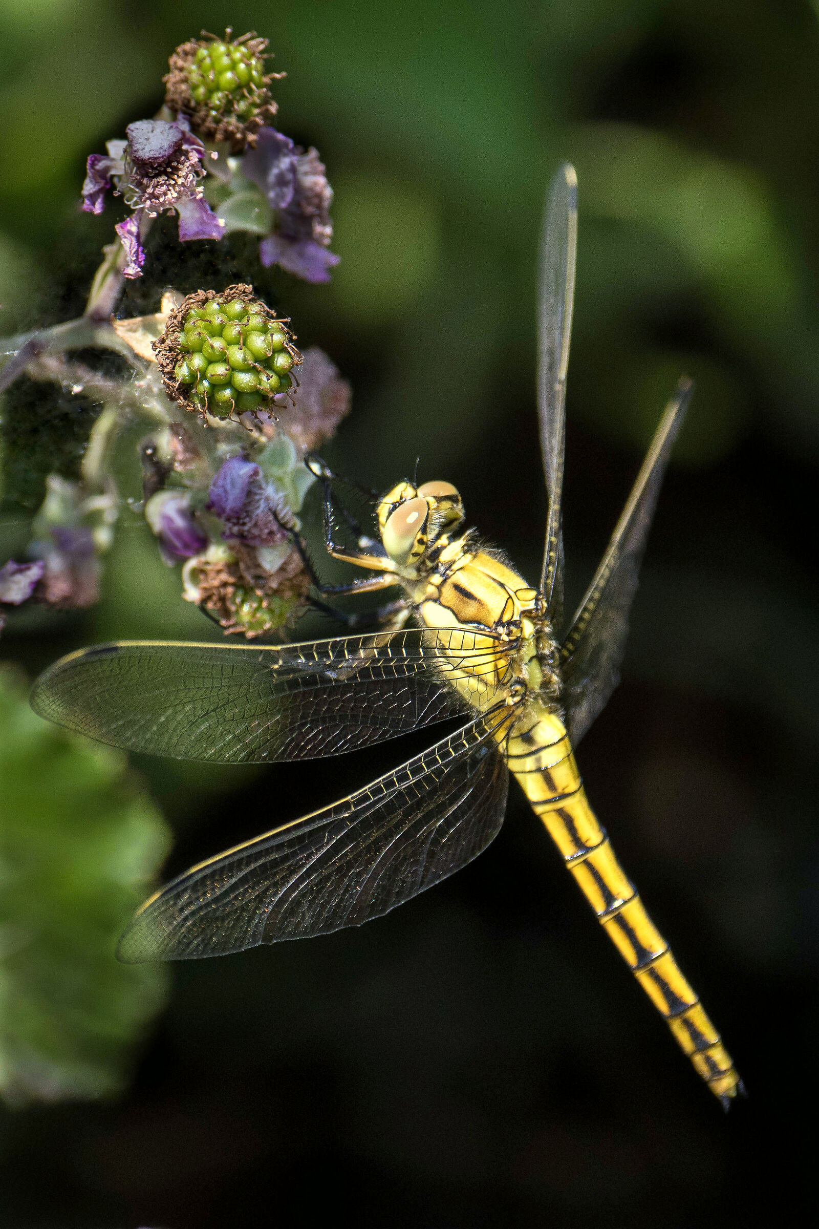 Crocothemis Erythraea in business