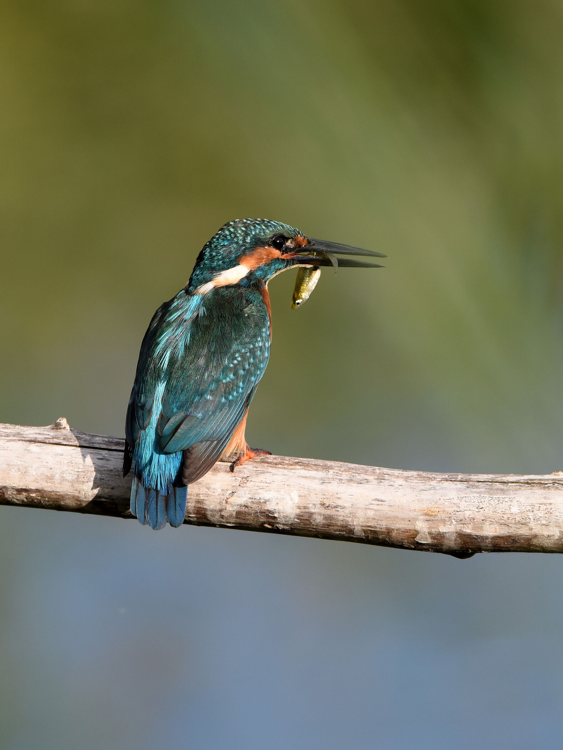 Kingfisher