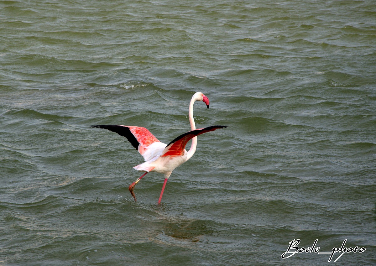 Fenicotteri rosa (specie Phoenicopterus ruber roseus)