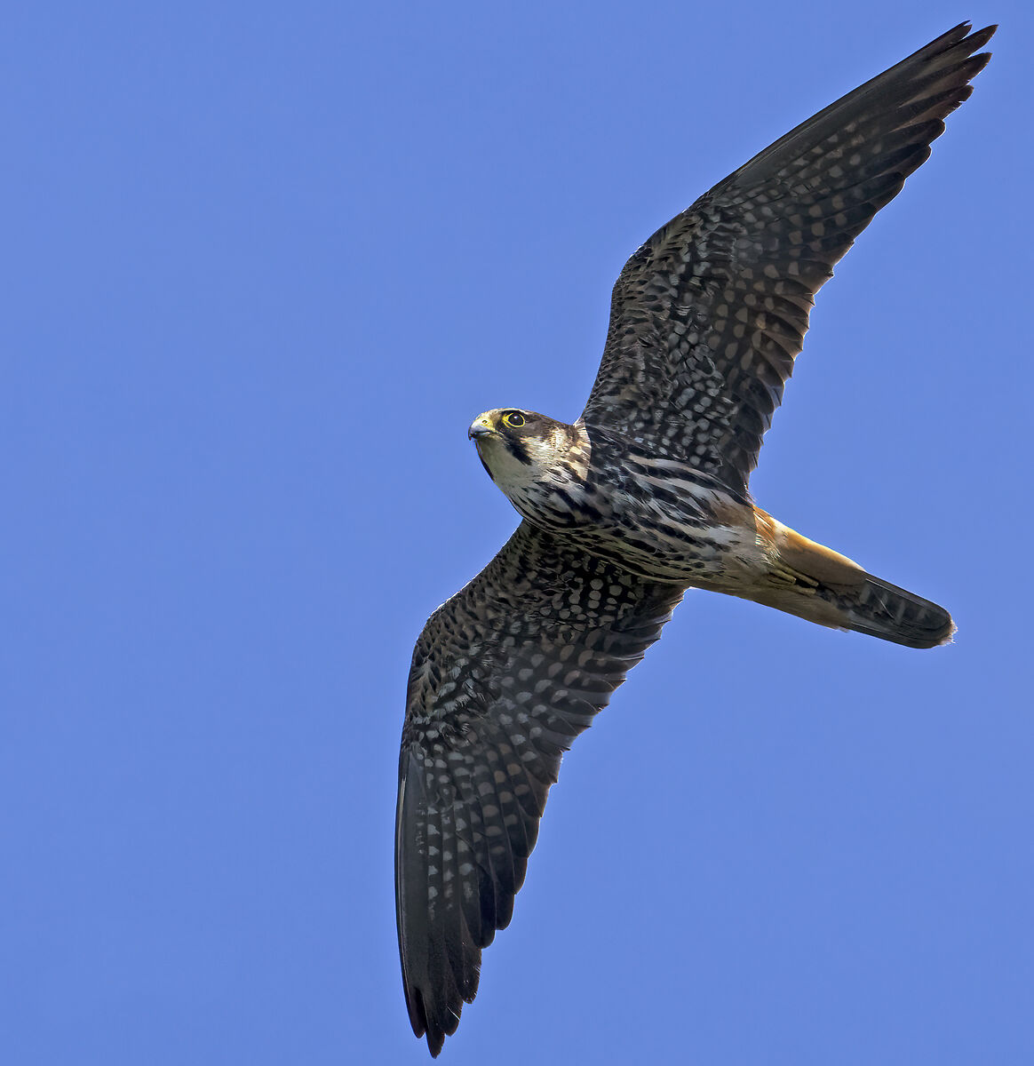 cercando qualcosa da mangiare