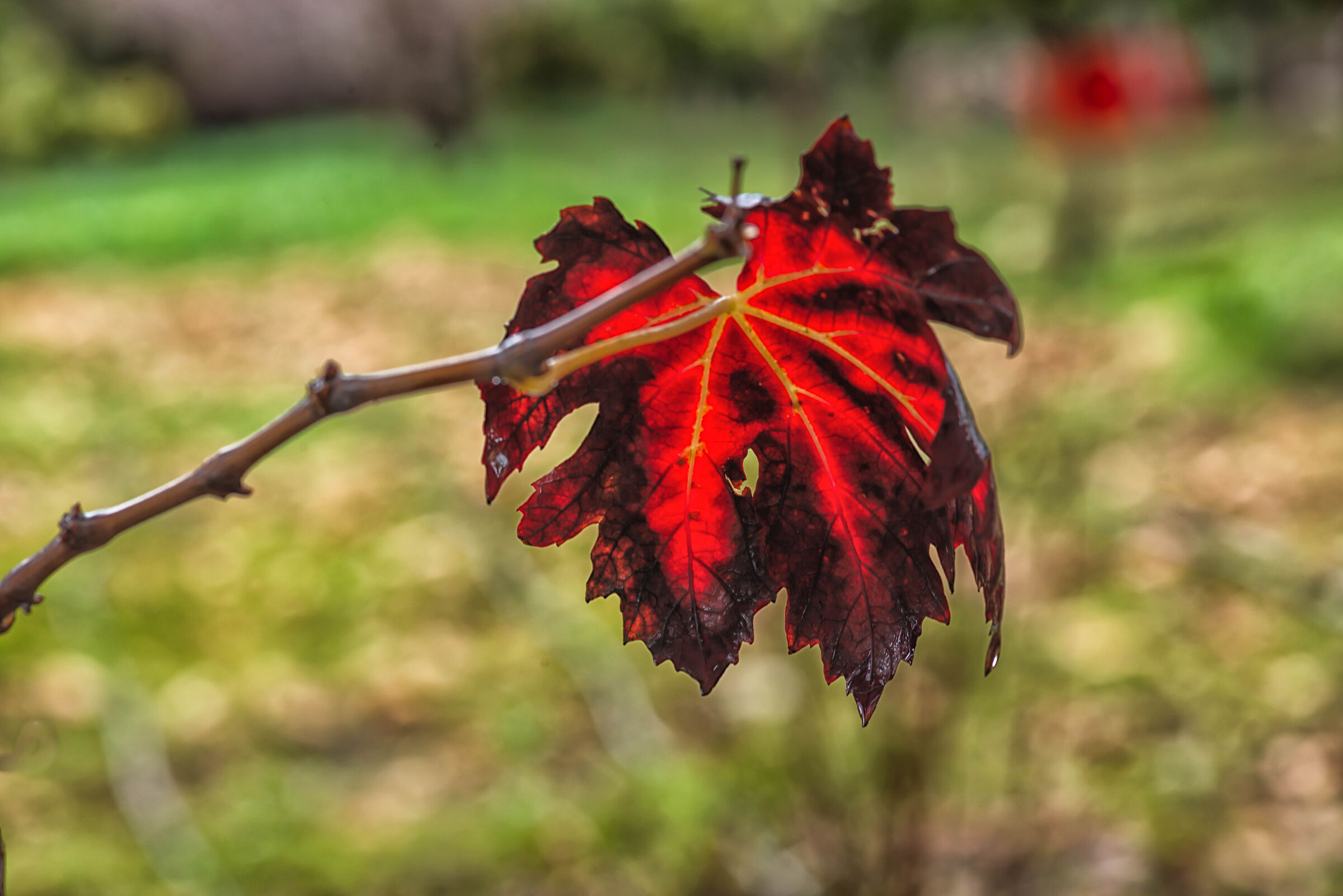 Foglia di vite d'uva