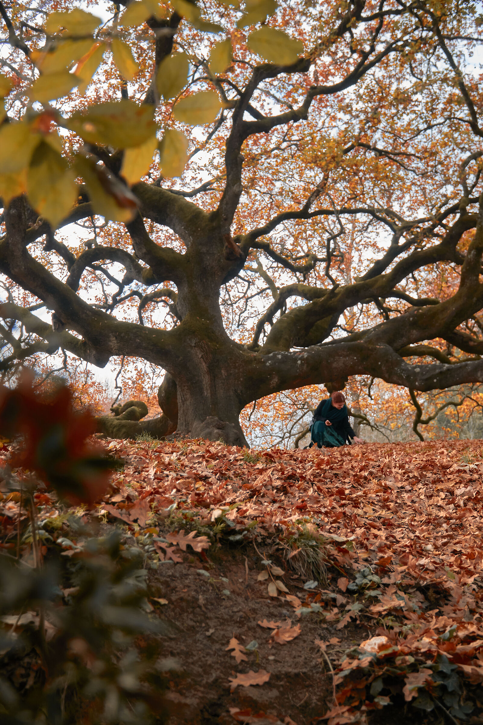 Quercia delle streghe