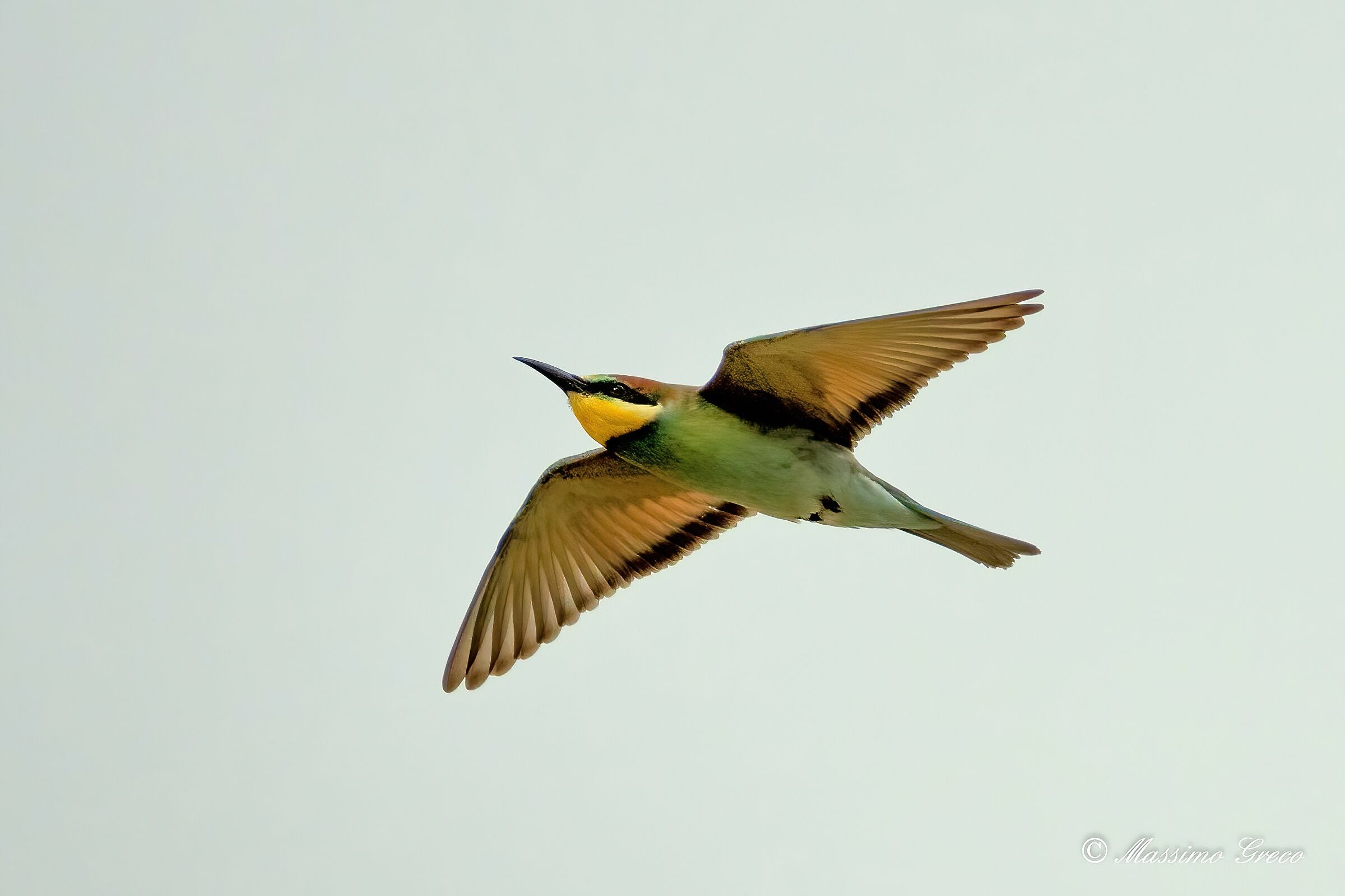 Bee-eater