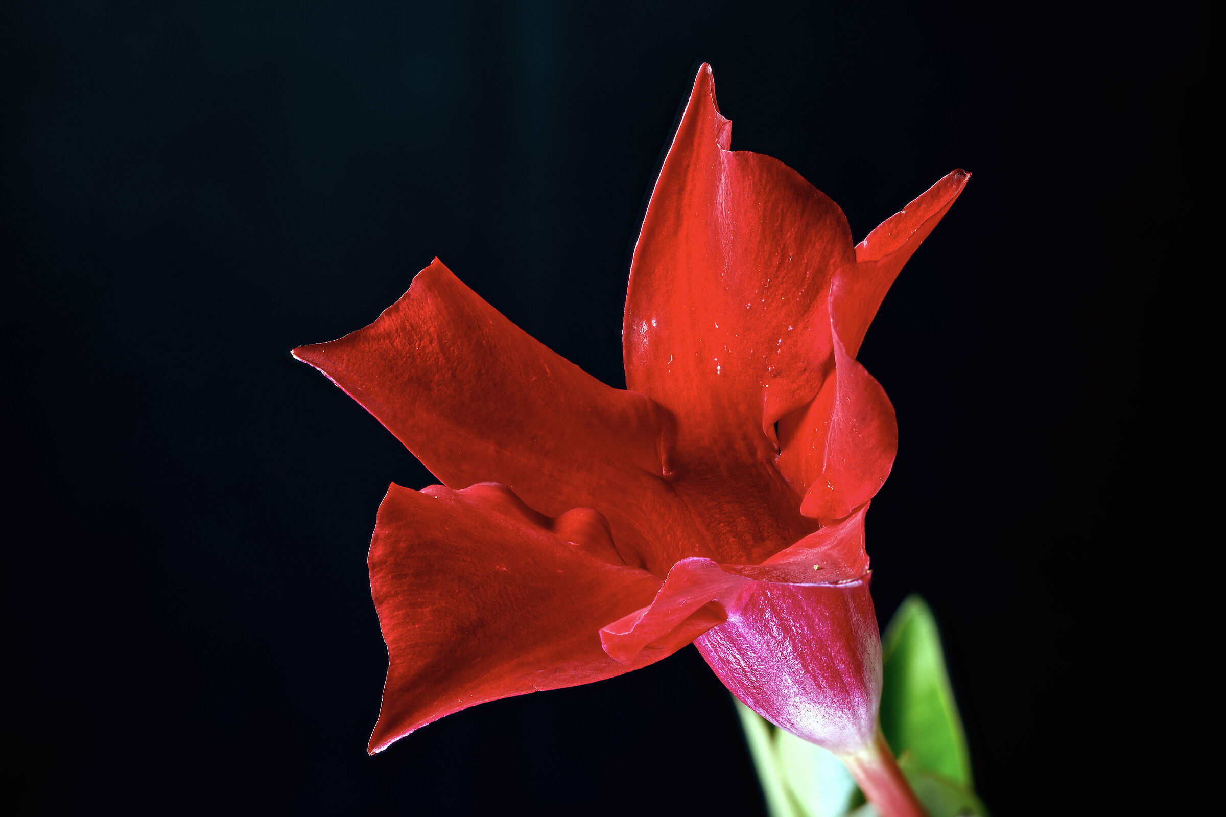 Mandevilla Sanderi..