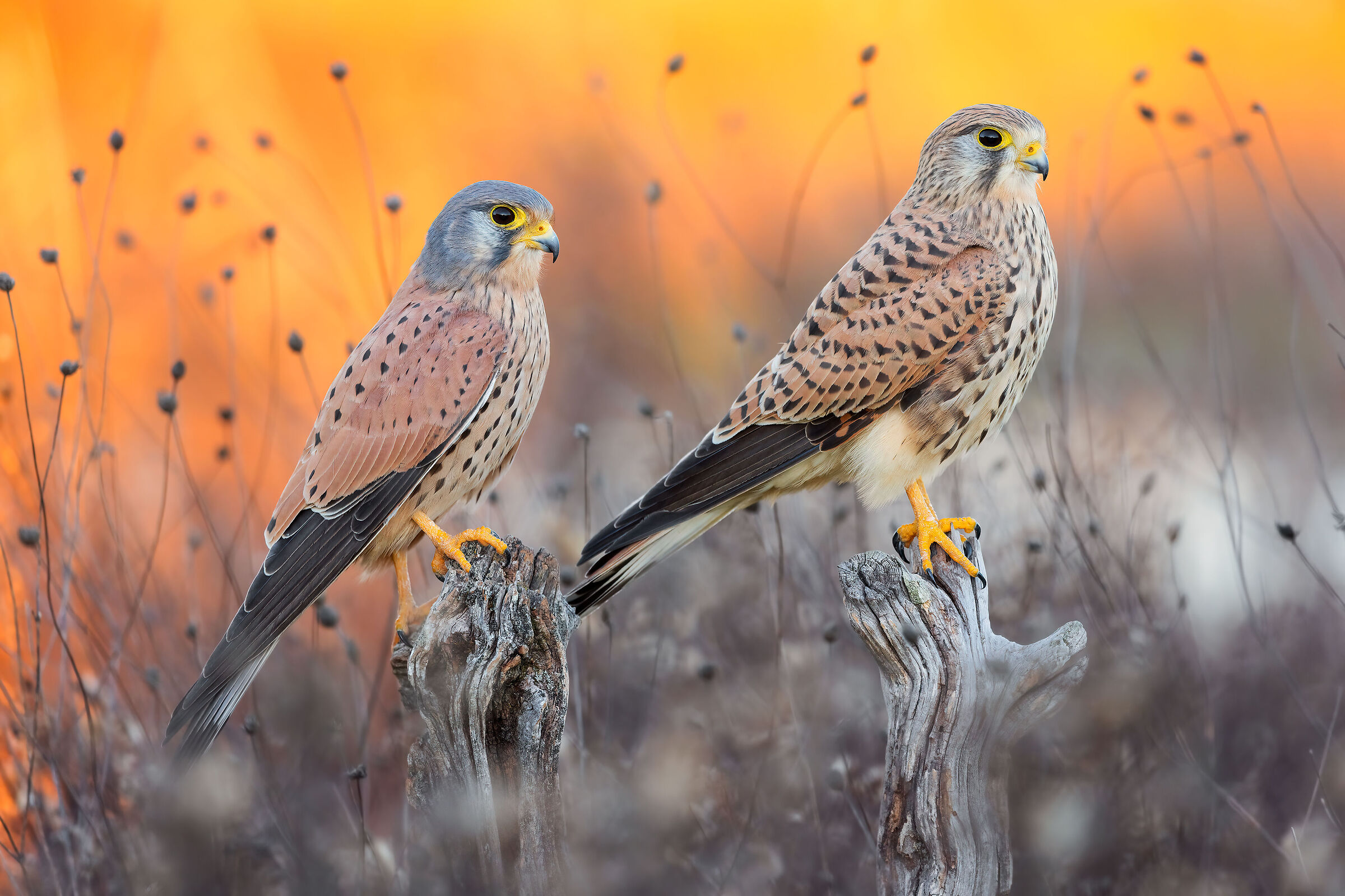 Kestrels