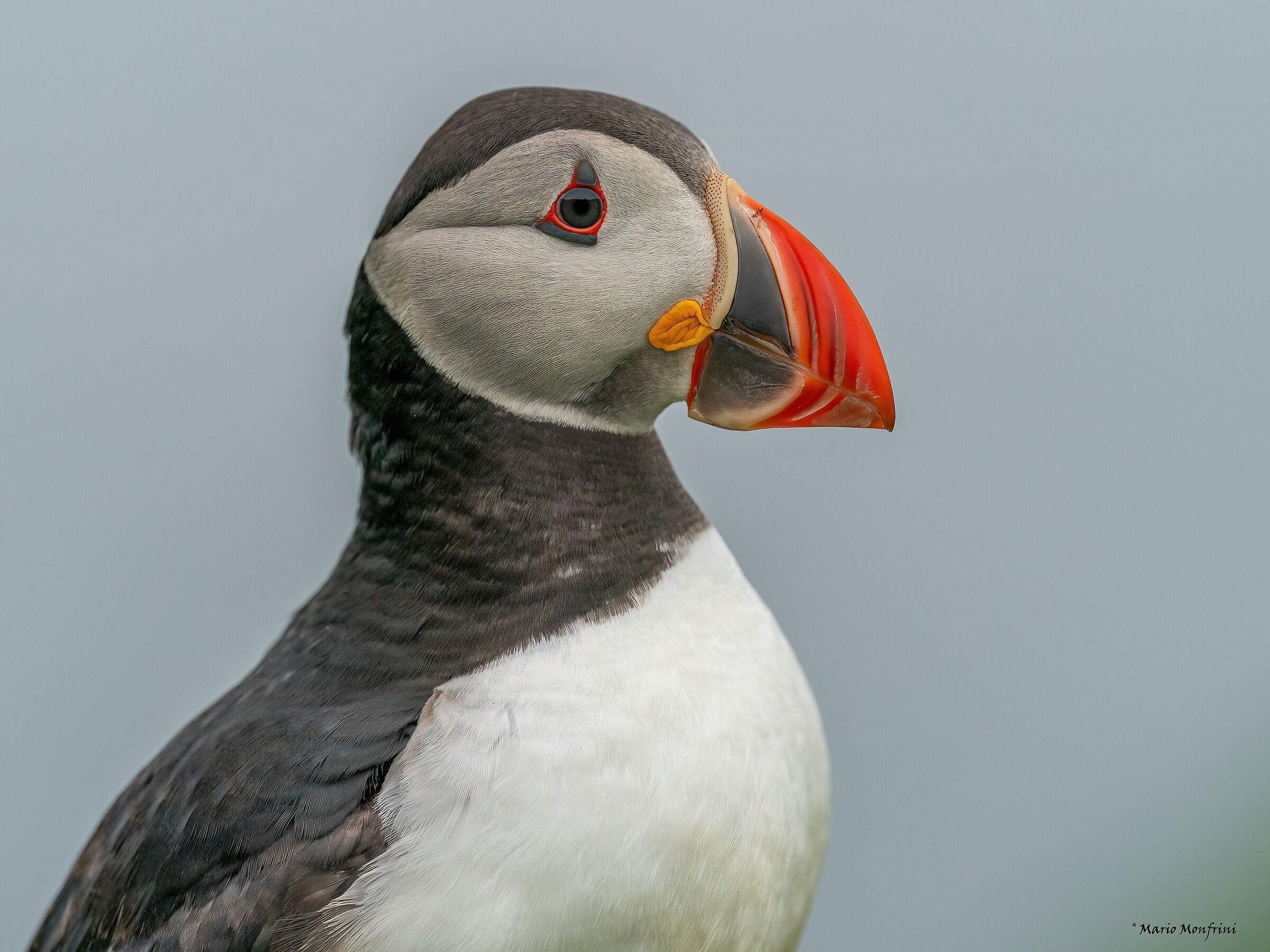 Portrait of puffin