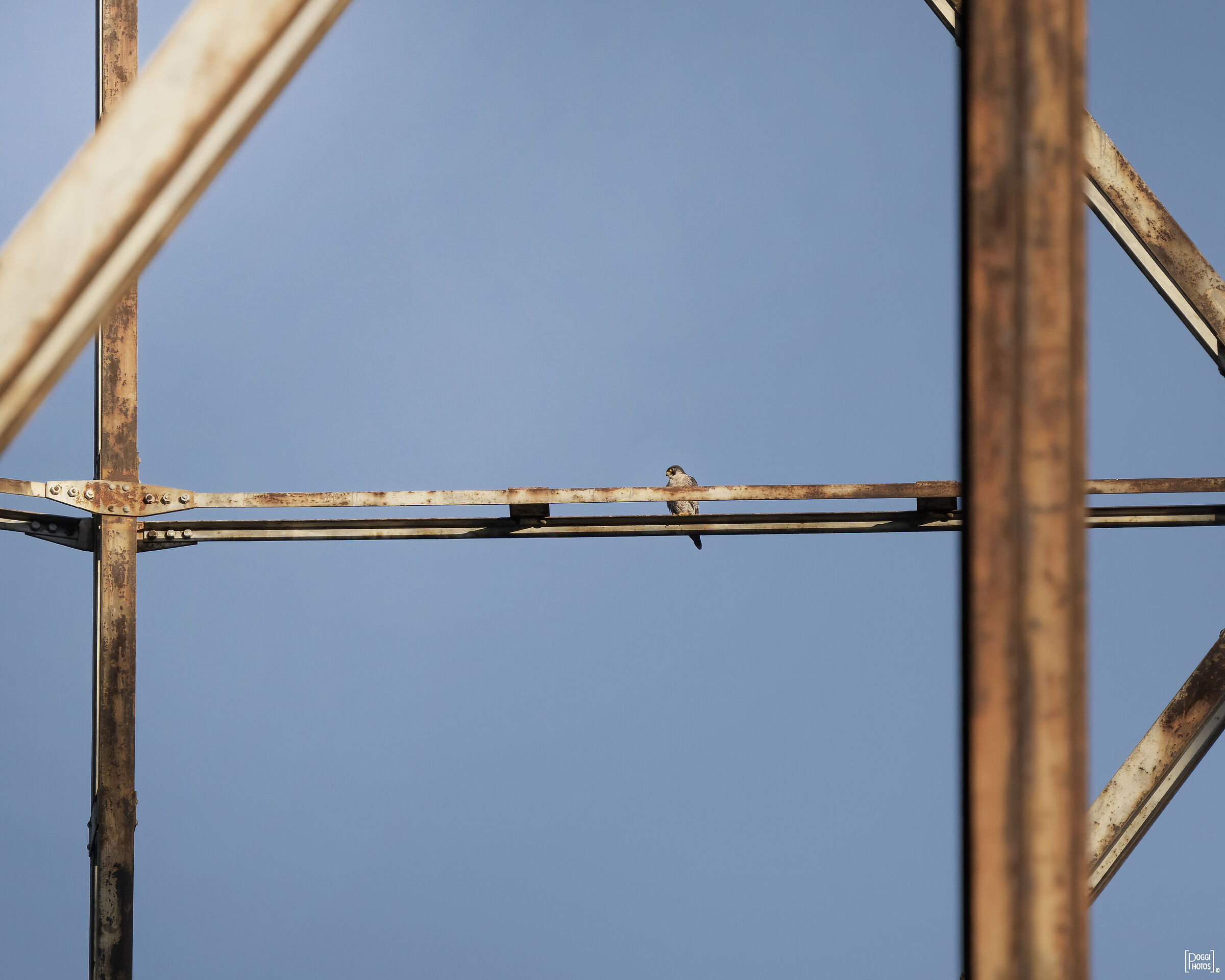 Falco pellegrino ambientato